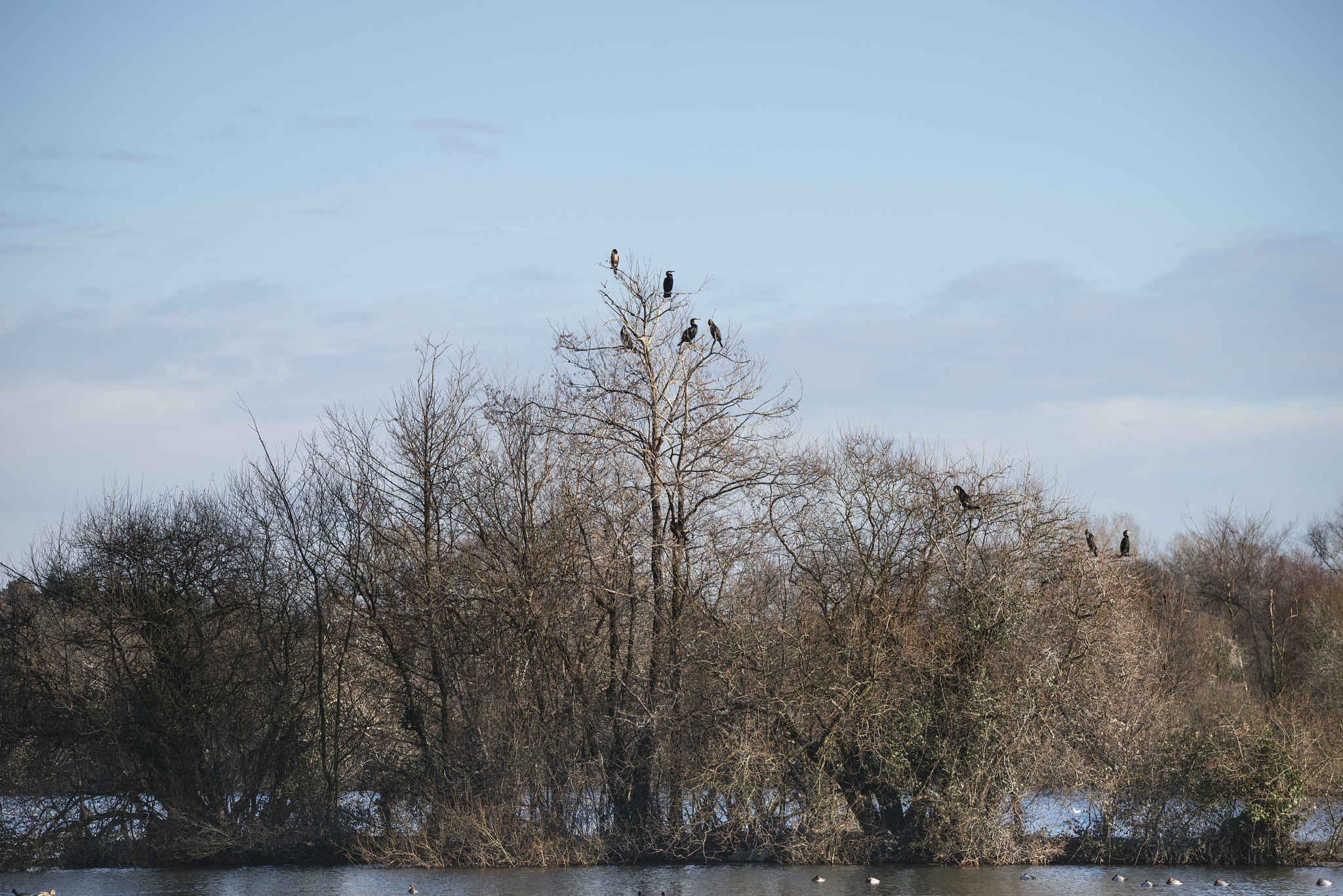 Sigma 150-600mm F5-6.3 DG OS HSM | C sample photo. Group of cormorant shag birds roosting in winter tree photography