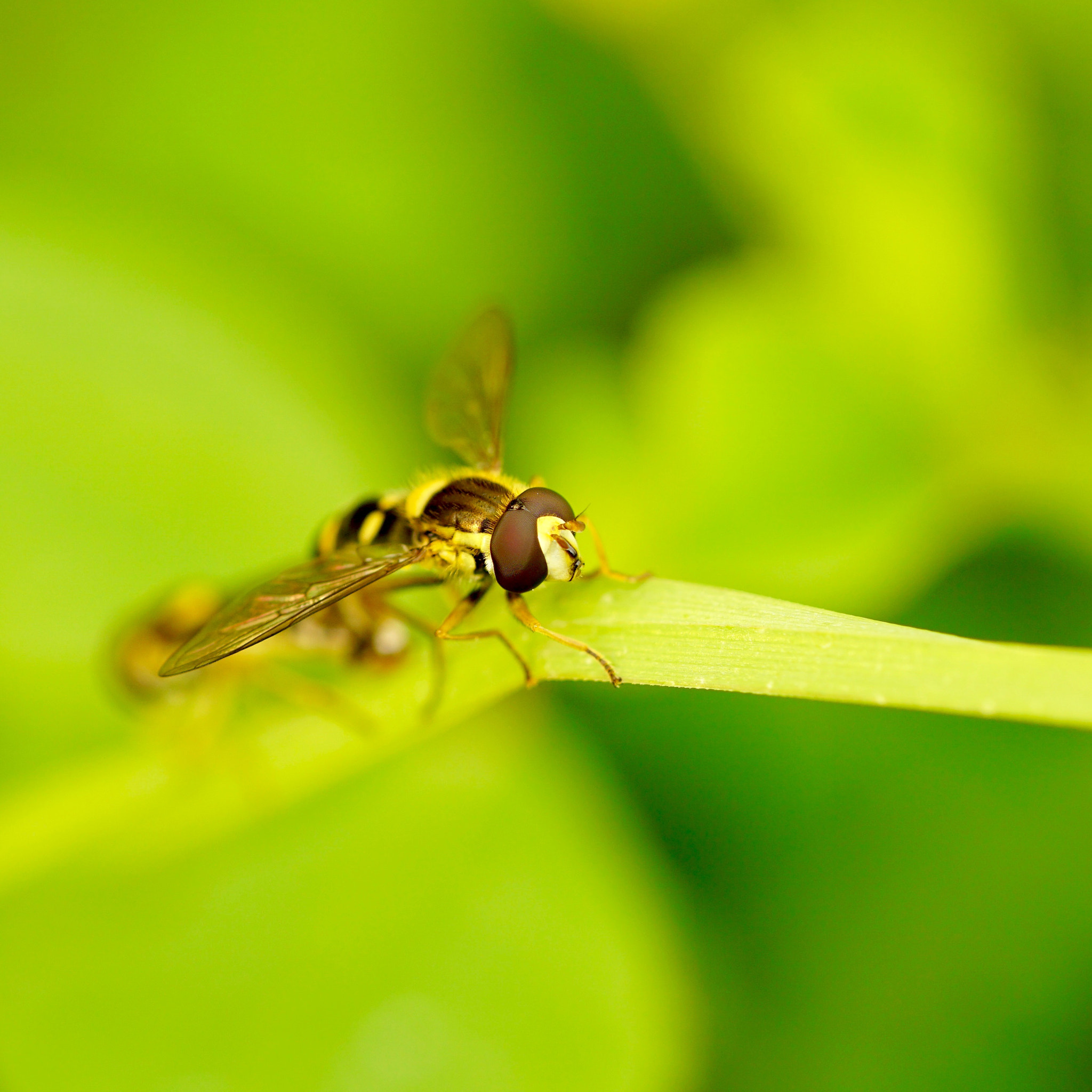 Sony FE 90mm F2.8 Macro G OSS sample photo. Other worlds... photography