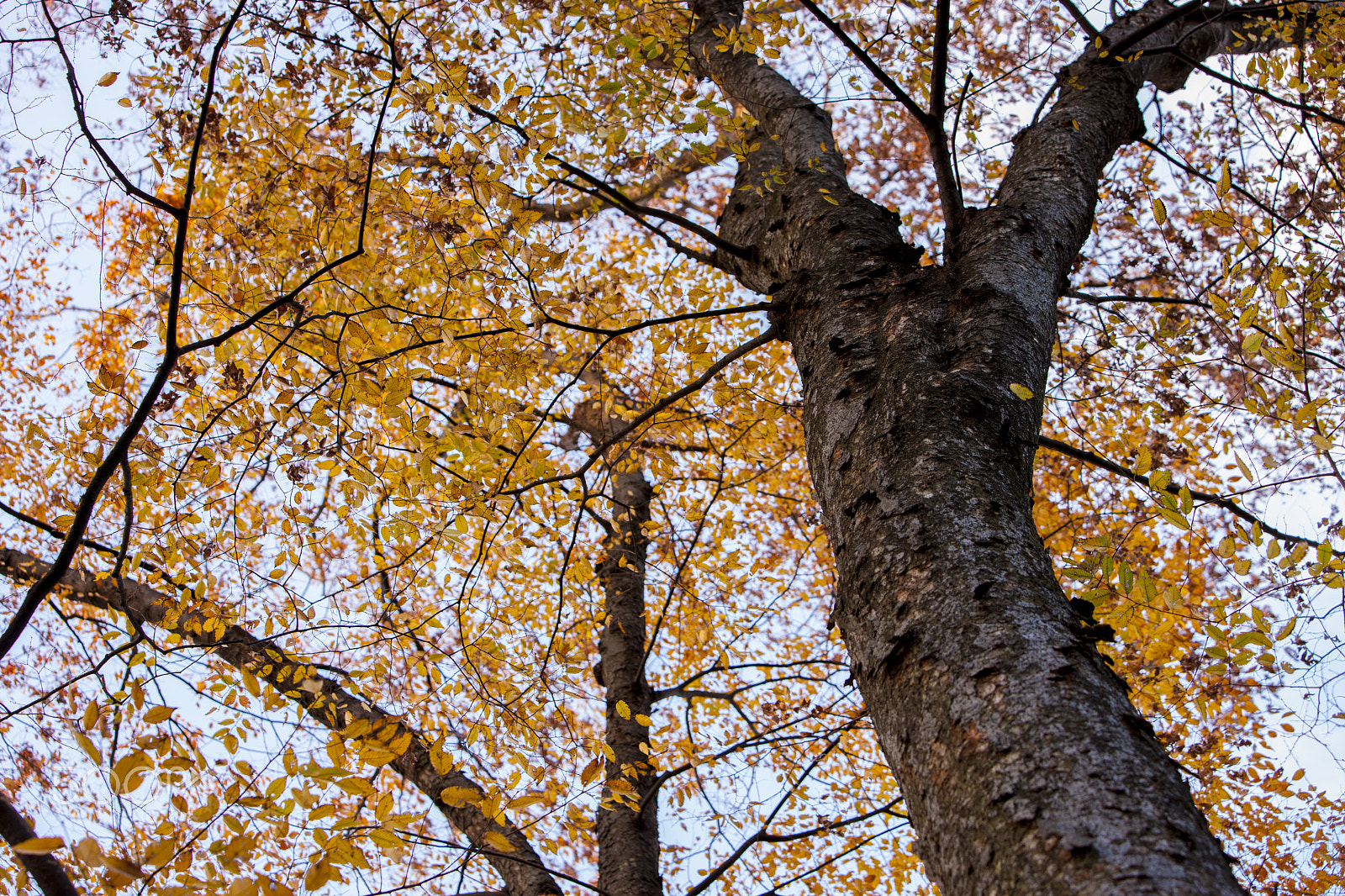 Canon EOS-1Ds Mark III sample photo. Wood photography