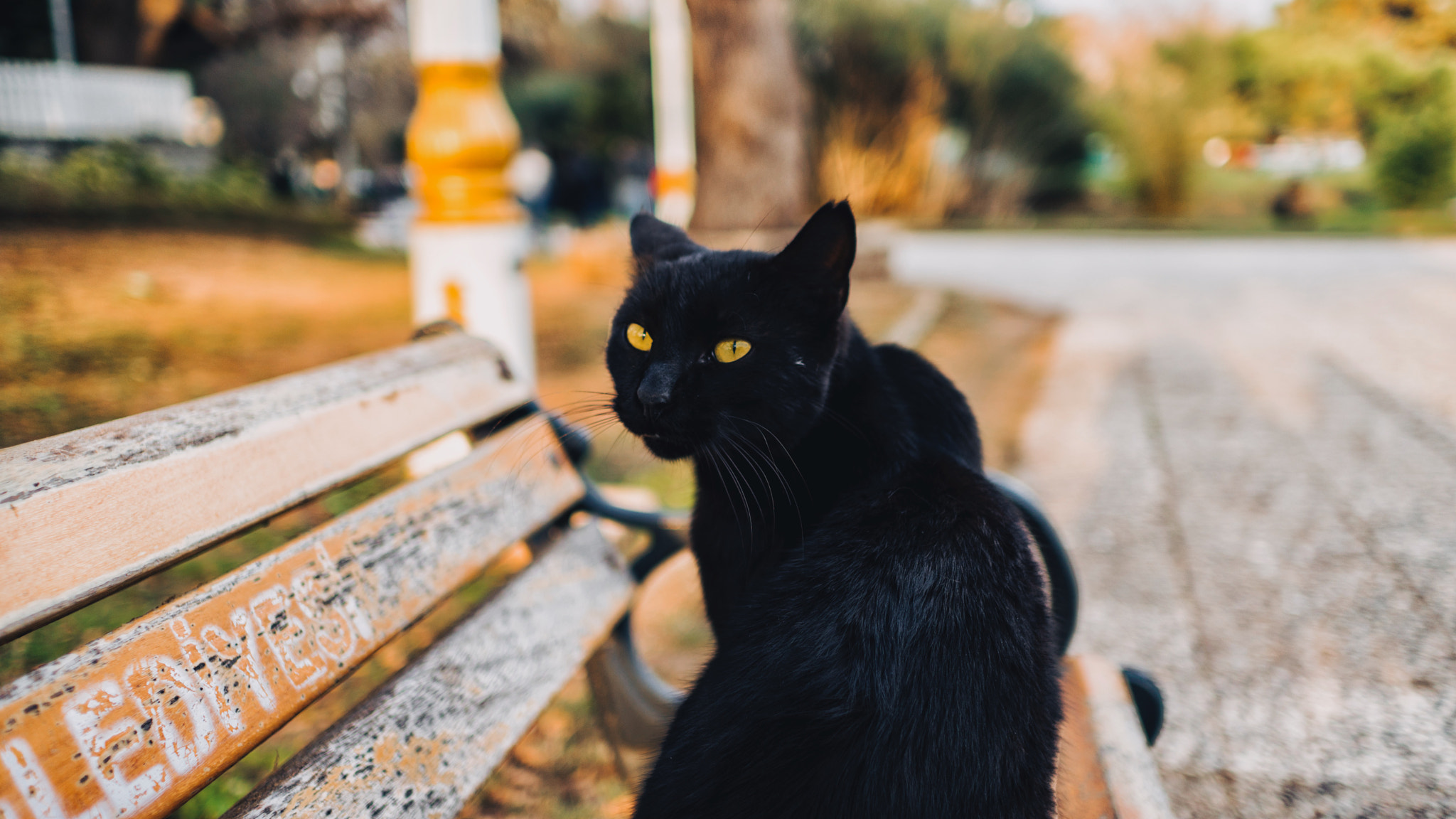 Sony a6300 sample photo. Yellow eyed demon photography