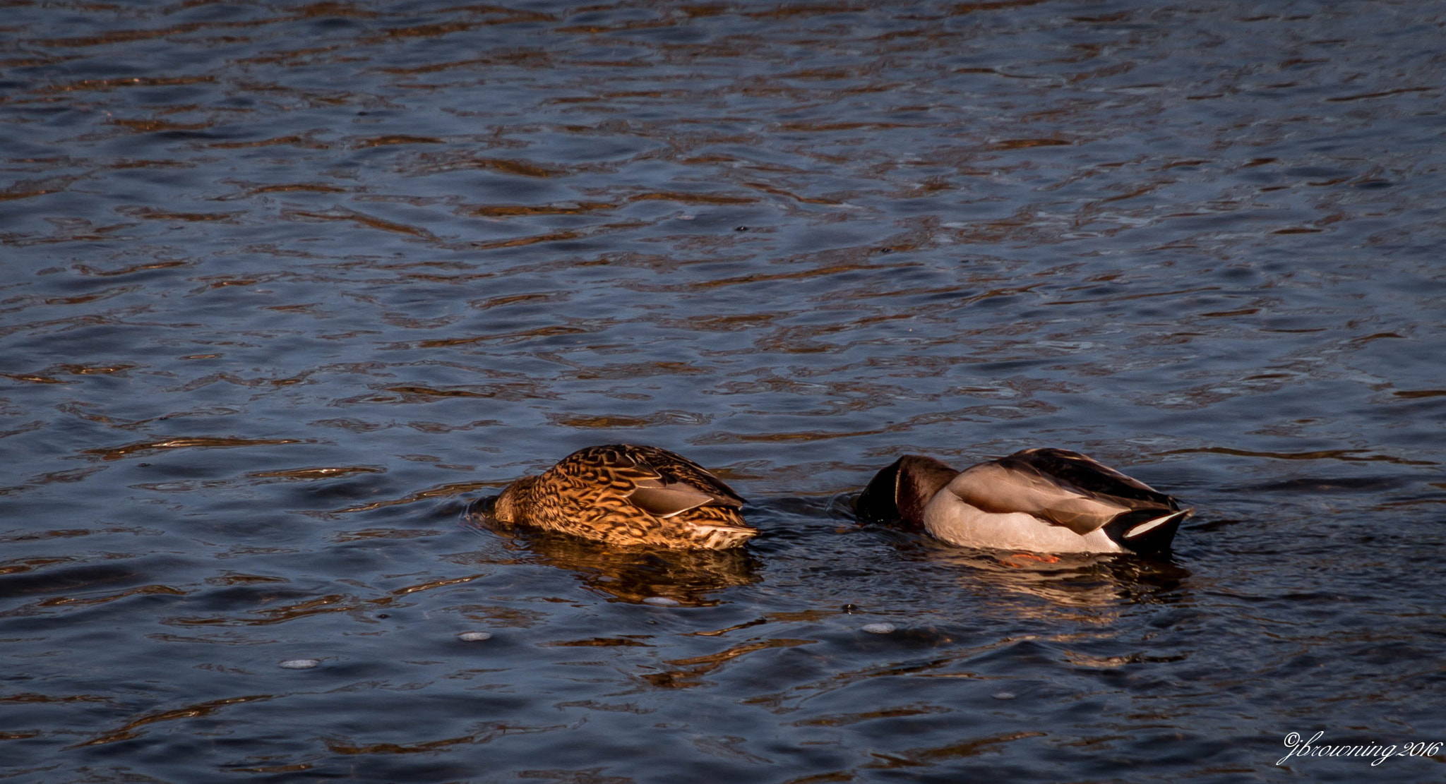 Sigma 18-200mm f/3.5-6.3 DC OS sample photo. Img photography