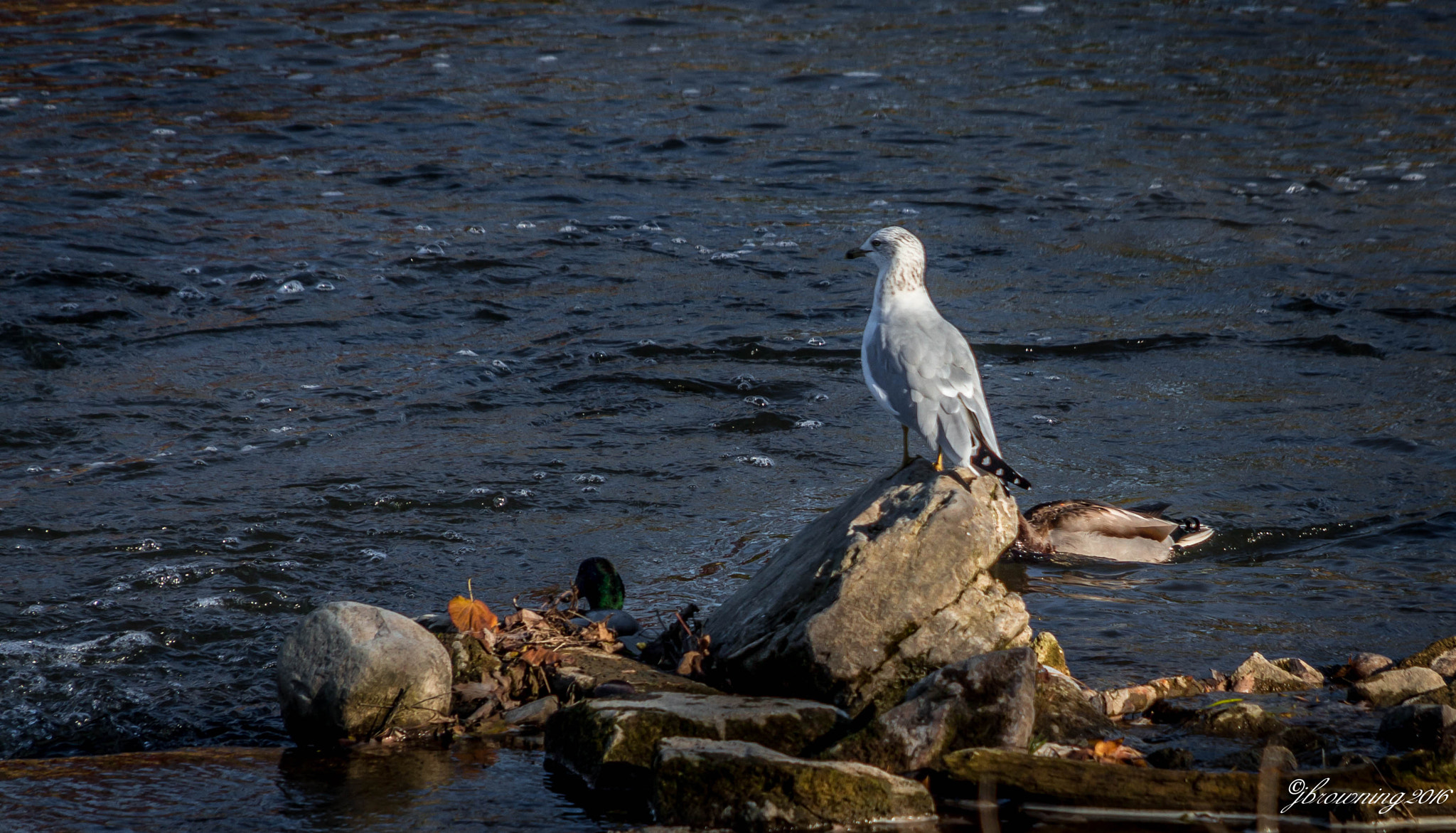 Sigma 18-200mm f/3.5-6.3 DC OS sample photo. Img photography