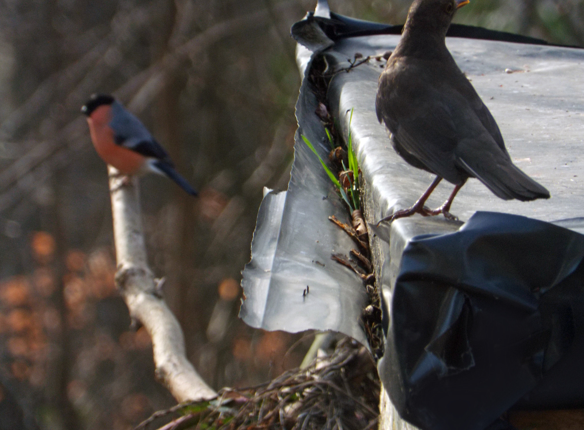 Fujifilm FinePix S6800 sample photo. Bullfinch and mistlethrush photography