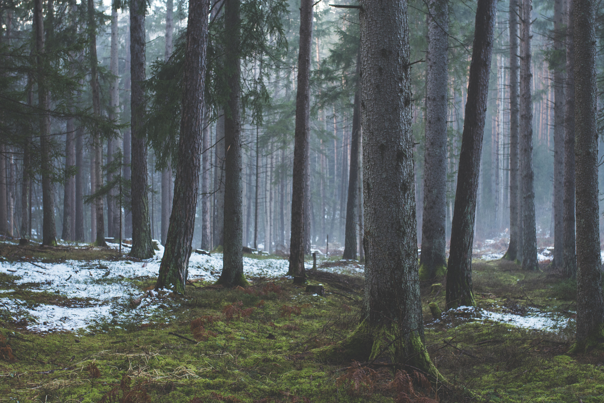 Nikon D7100 + Sigma 35mm F1.4 DG HSM Art sample photo. Moody woods photography