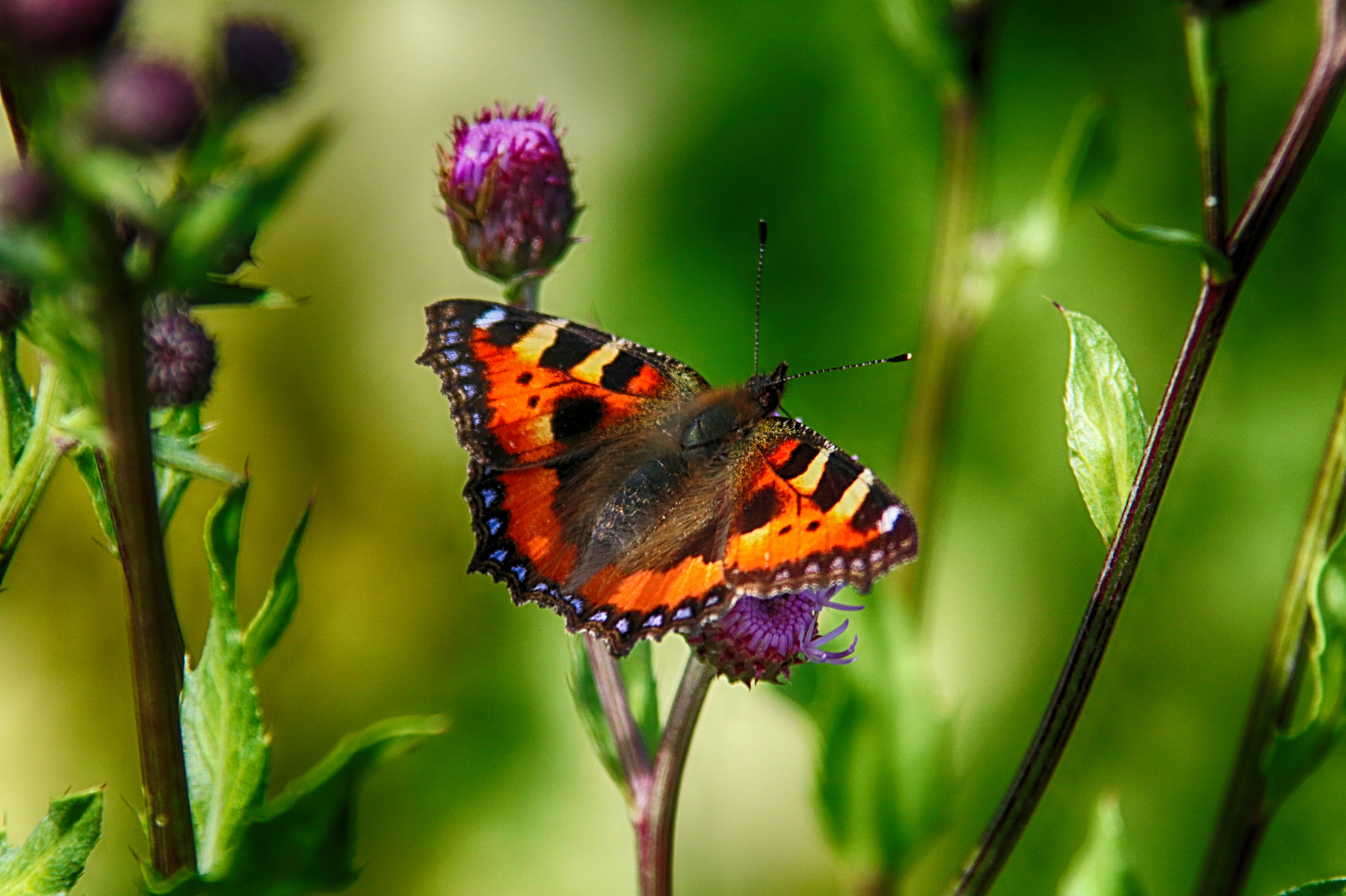 Canon EOS 760D (EOS Rebel T6s / EOS 8000D) sample photo. Hello little butterfly photography