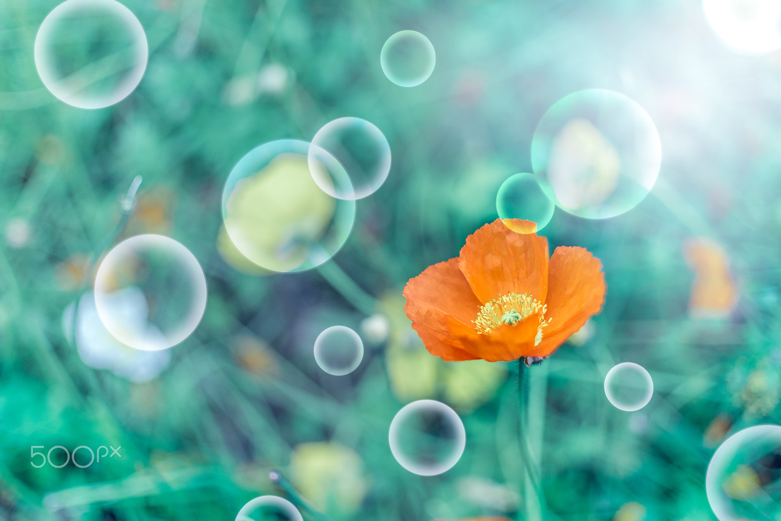 Pentax K-1 sample photo. A red poppy photography