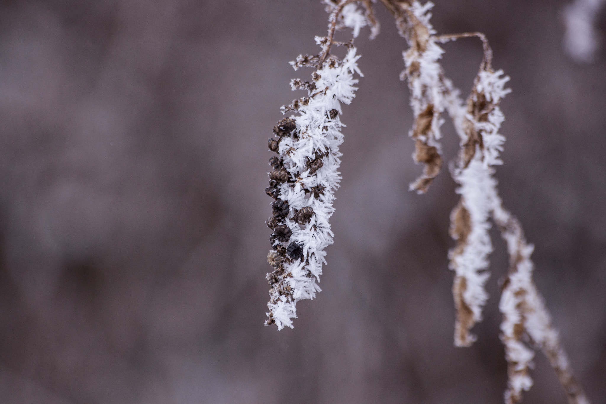 Sigma 70-300mm F4-5.6 APO DG Macro sample photo. Iced forest photography