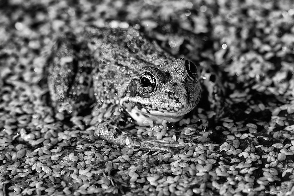 Canon EF 300mm F4L IS USM sample photo. Mg photography