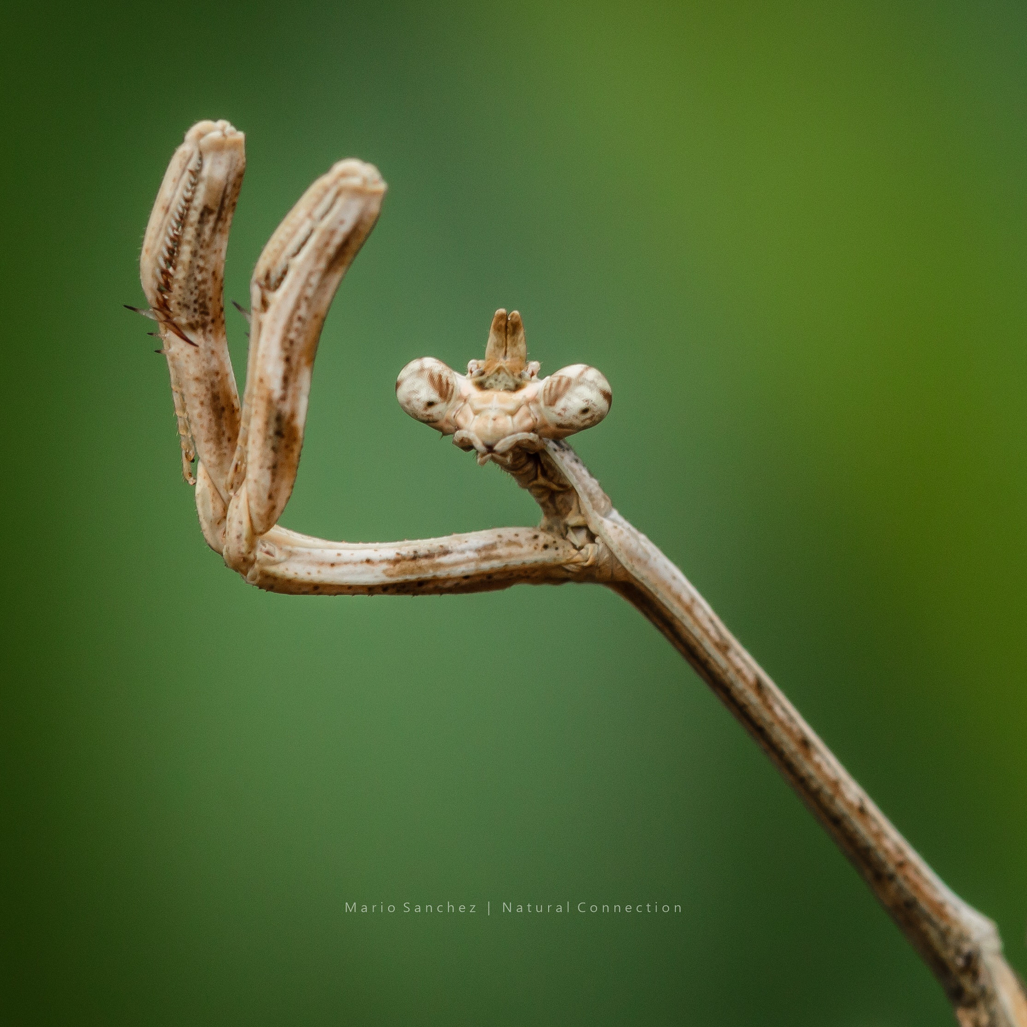Canon EF 100mm F2.8 Macro USM sample photo. Ninja! photography