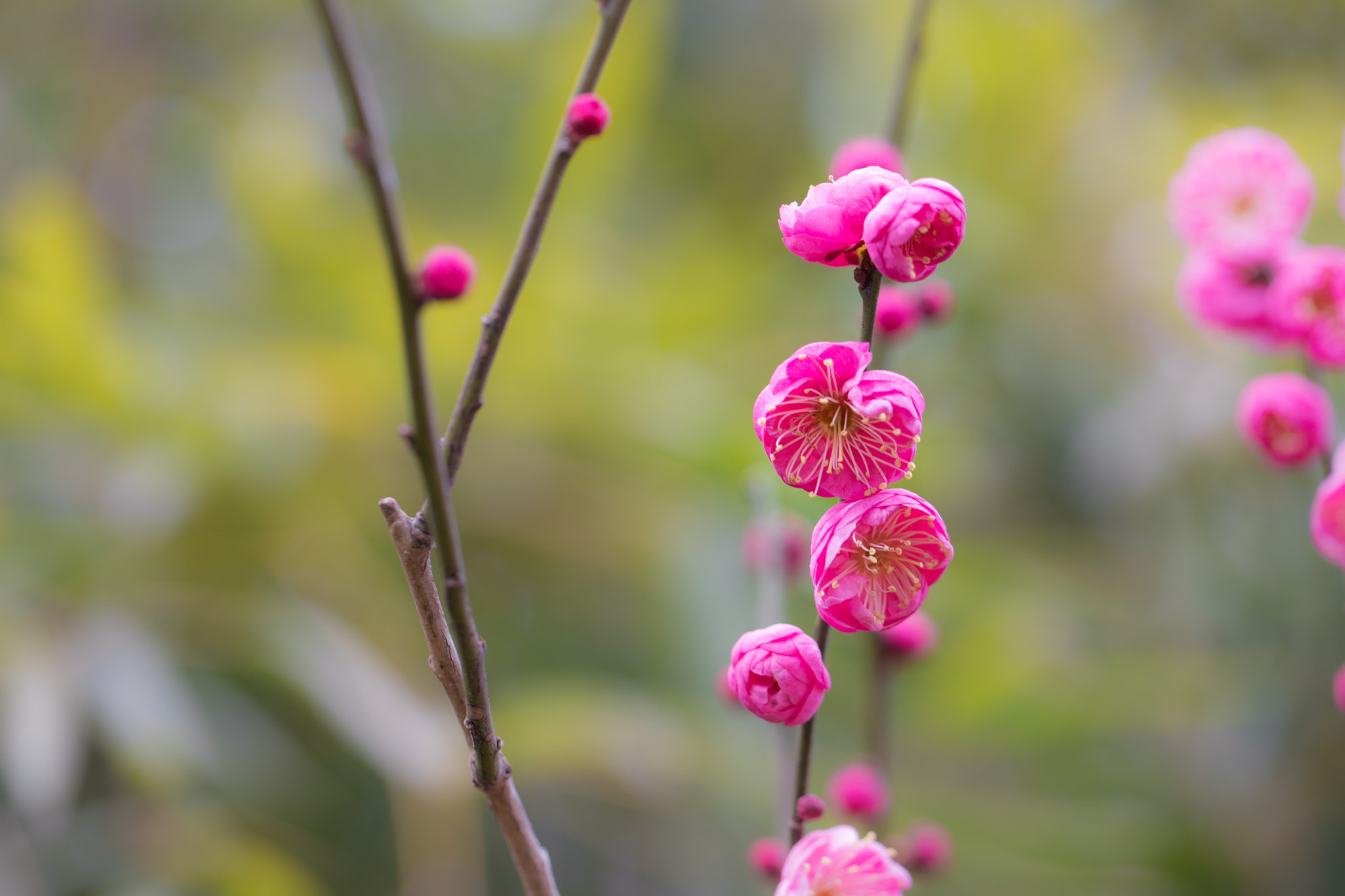 Canon EF 100mm F2.8L Macro IS USM sample photo. Plum photography
