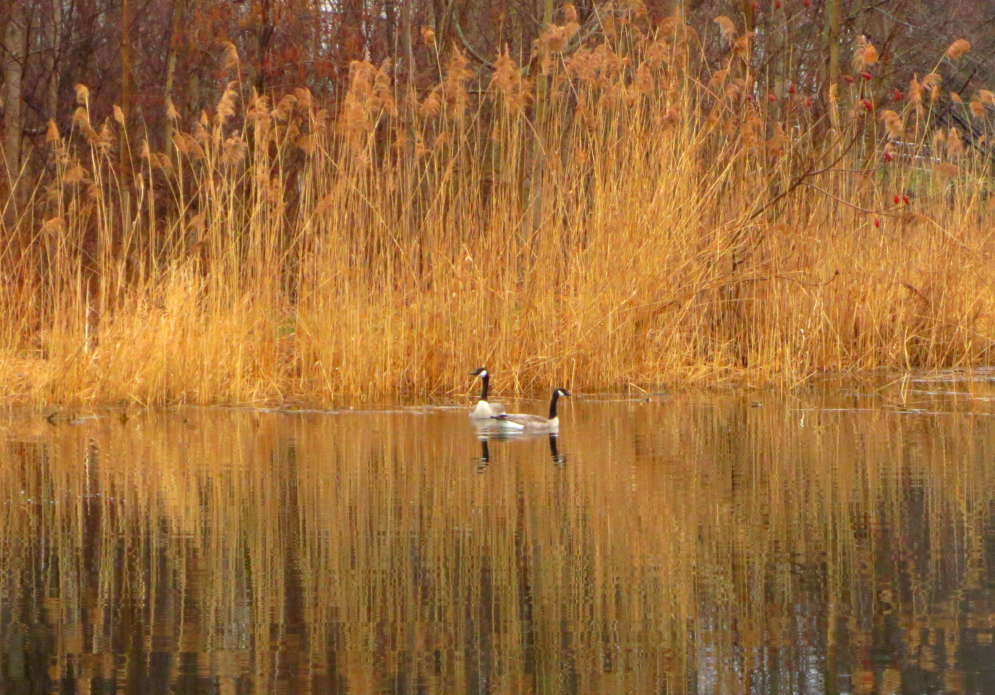 Canon PowerShot ELPH 110HS (PowerShot IXUS 125 HS) sample photo. Geese on the pond photography