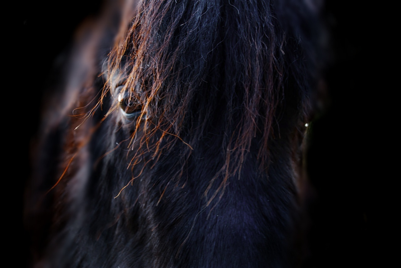 Tamron 18-270mm F3.5-6.3 Di II PZD sample photo. Spojrzenie spod grzywki photography