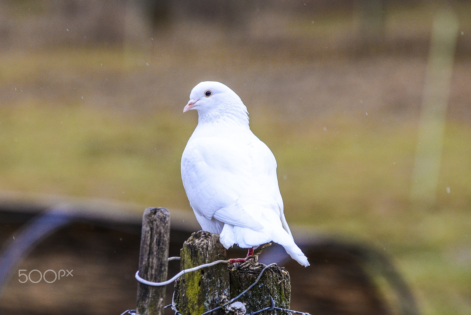 Nikon D7000 + Sigma 70-200mm F2.8 EX DG OS HSM sample photo. Pigeon photography