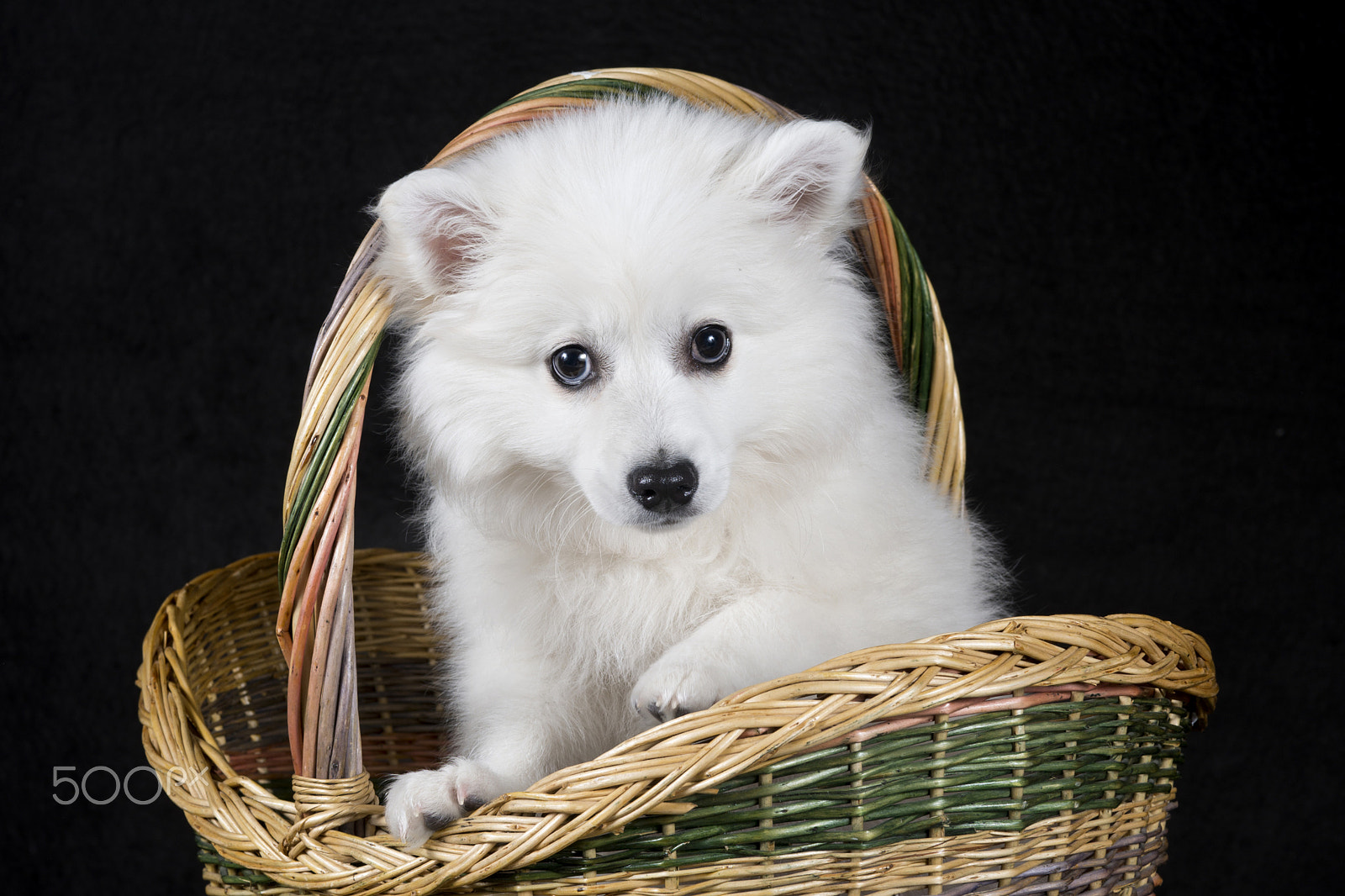 Sony a99 II + Sony 50mm F1.4 sample photo. Dog photography