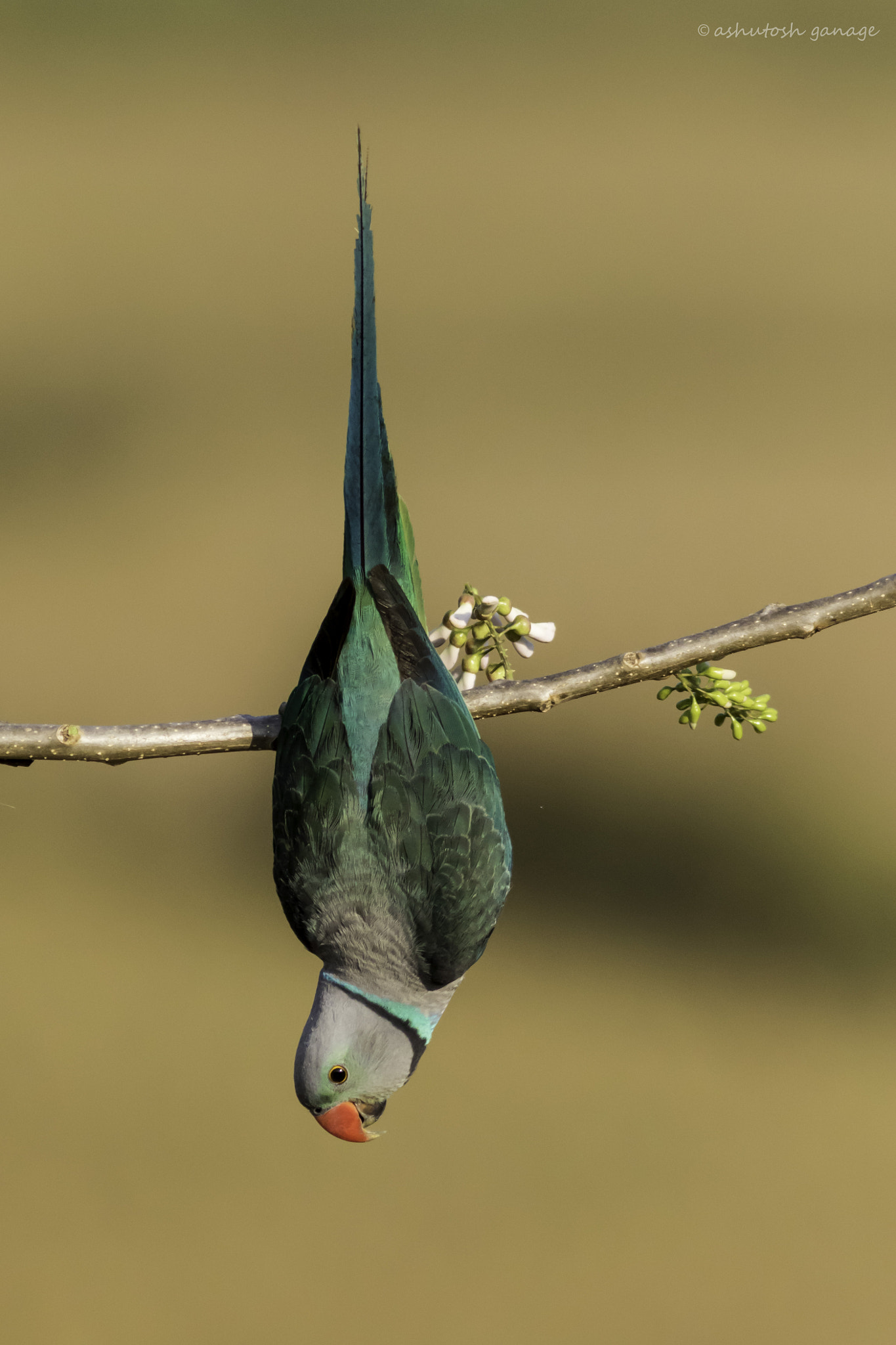 Canon EF 300mm F4L IS USM sample photo. Malabar parakeet photography