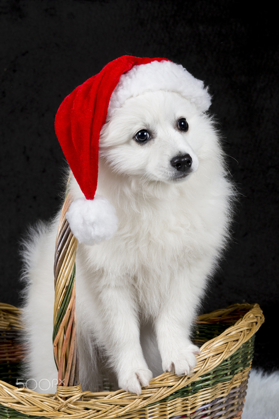 Sony a99 II + Sony 50mm F1.4 sample photo. Dog photography