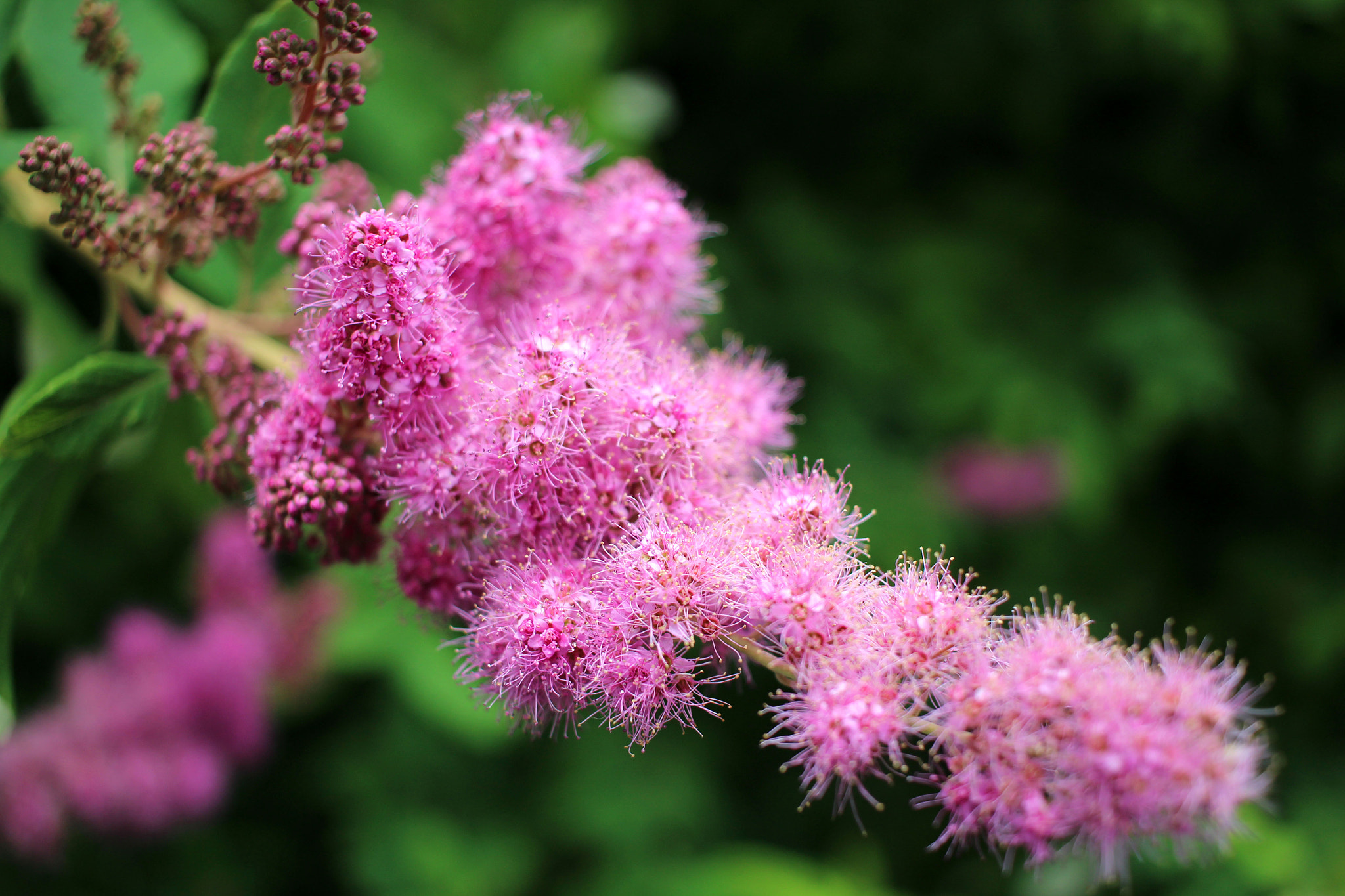 Canon EF-S 24mm F2.8 STM sample photo. Vibrant flower photography