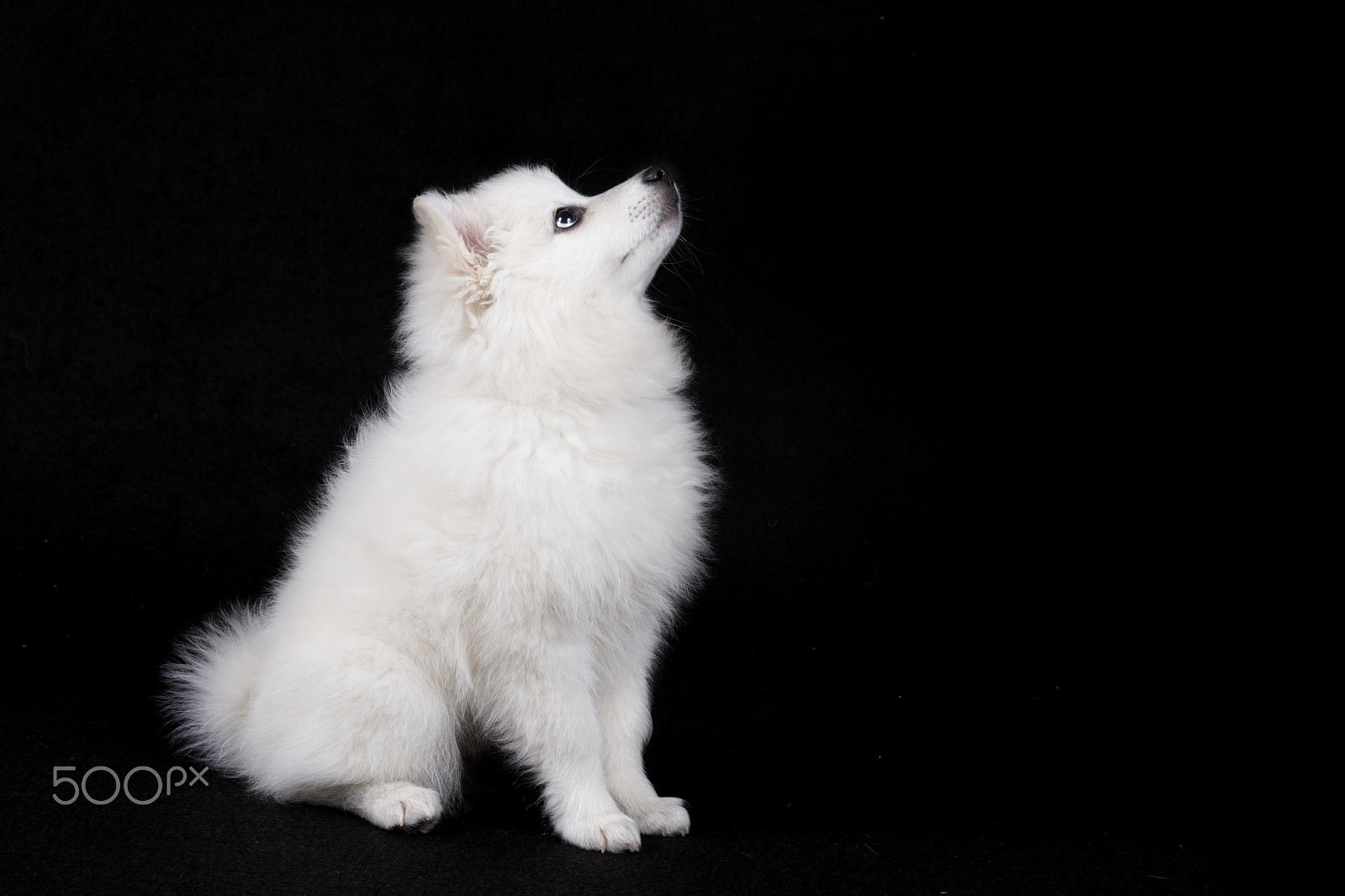 Sony a99 II + Sony 50mm F1.4 sample photo. Dog photography