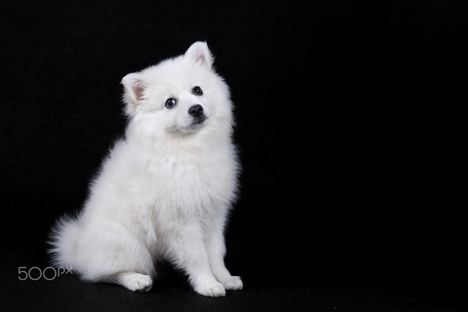 Sony a99 II + Sony 50mm F1.4 sample photo. Dog photography