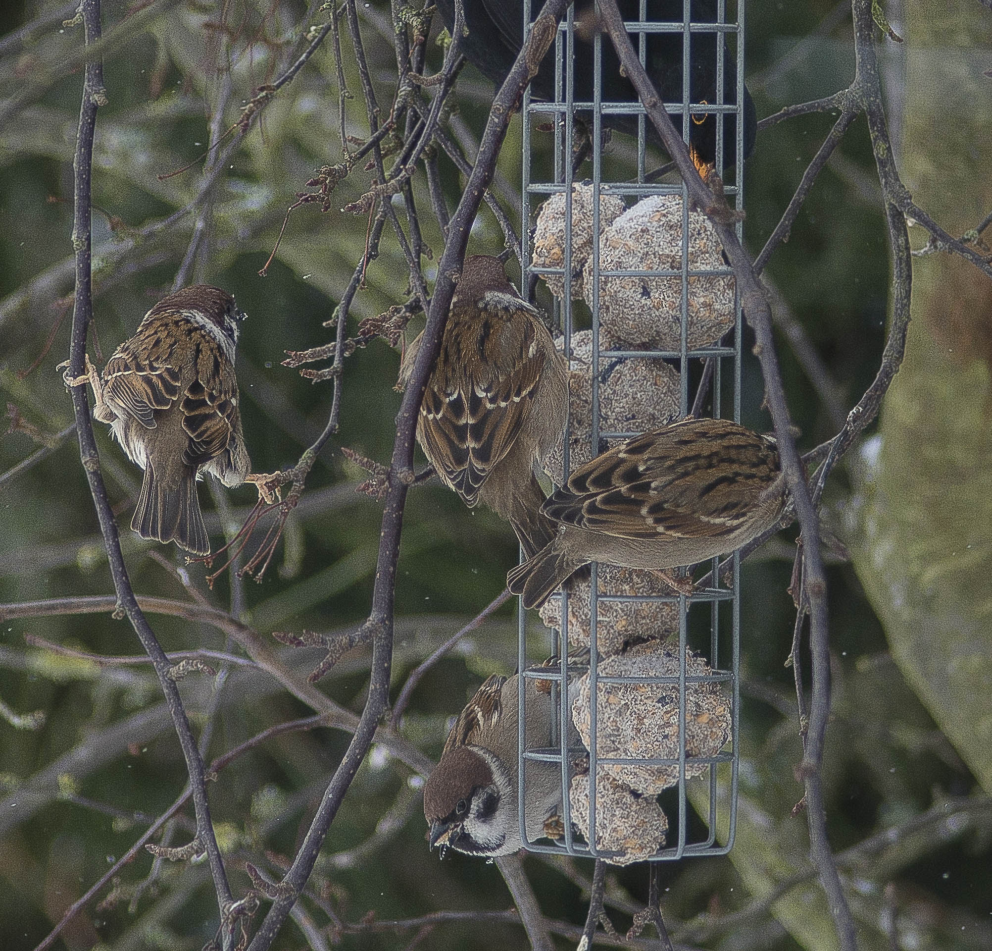 Nikon D800 sample photo. The life in my garden photography
