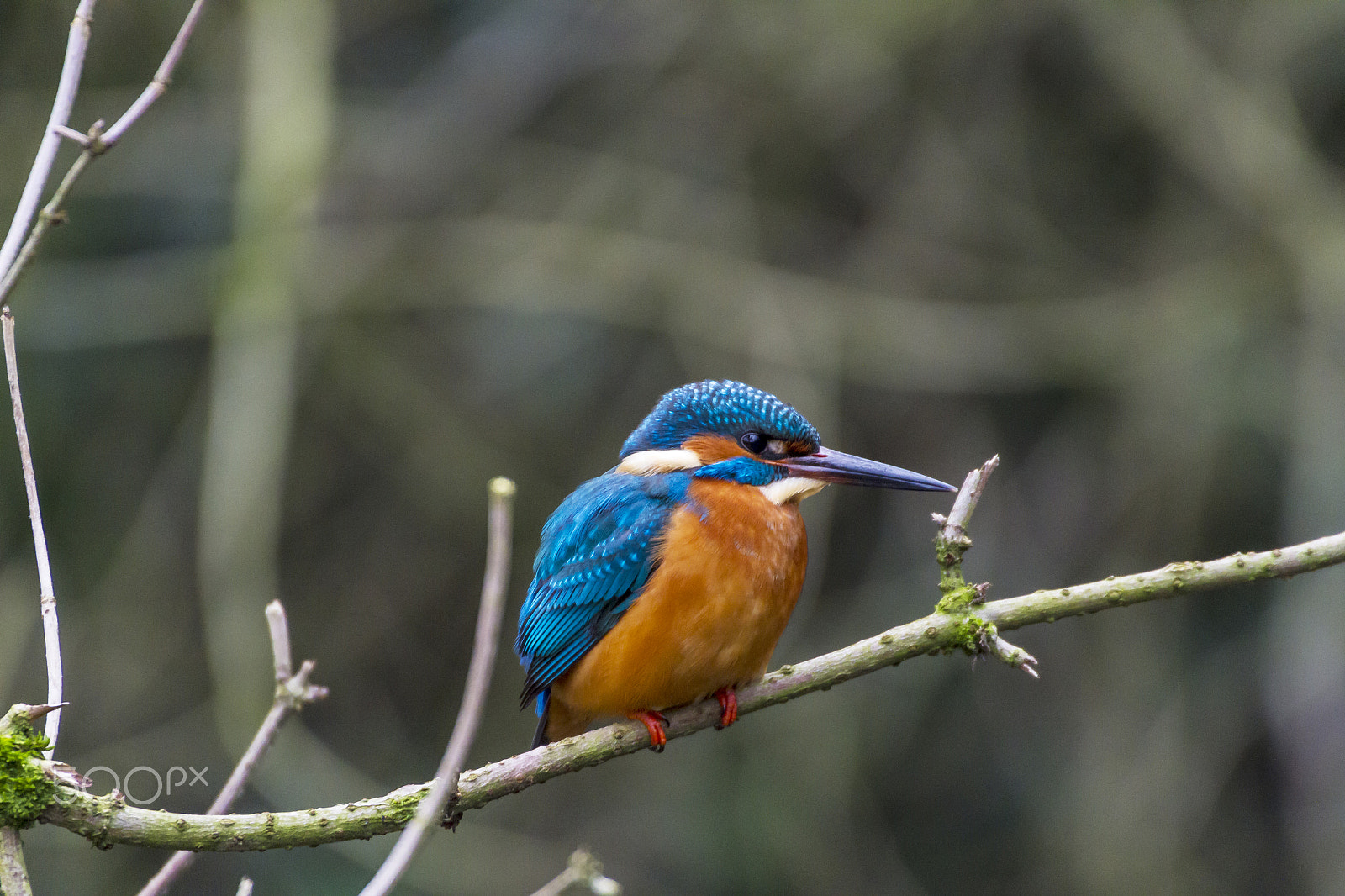 Canon EOS 7D + Sigma 50-500mm F4.5-6.3 DG OS HSM sample photo. Kingfisher photography
