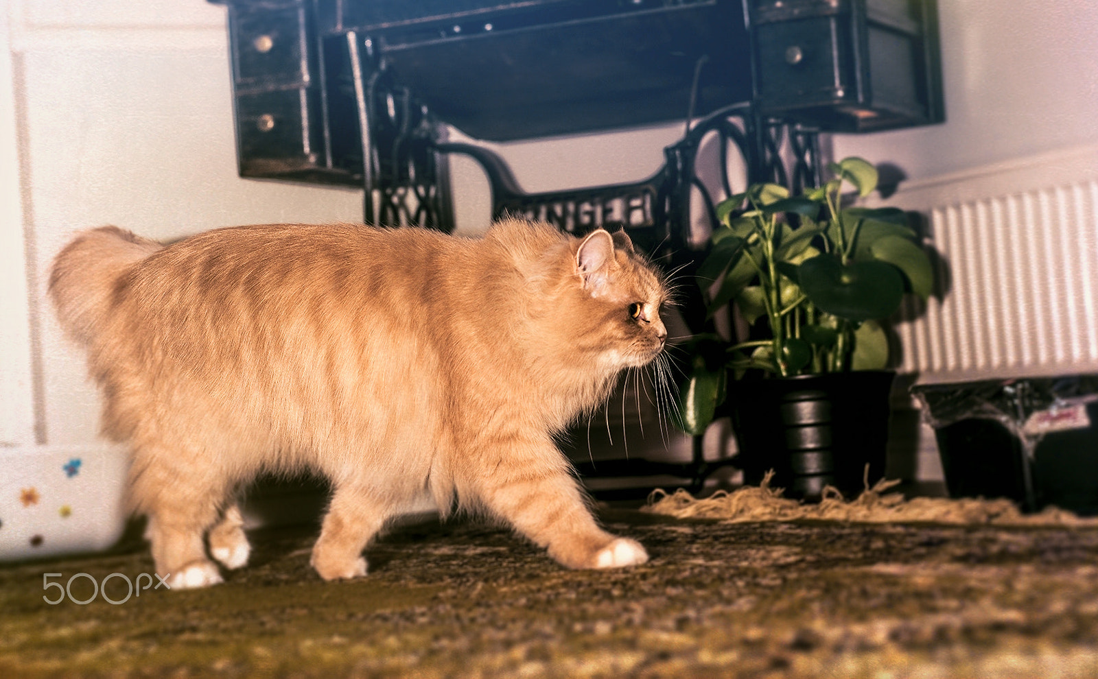 Nikon D750 sample photo. Cat xxi photography