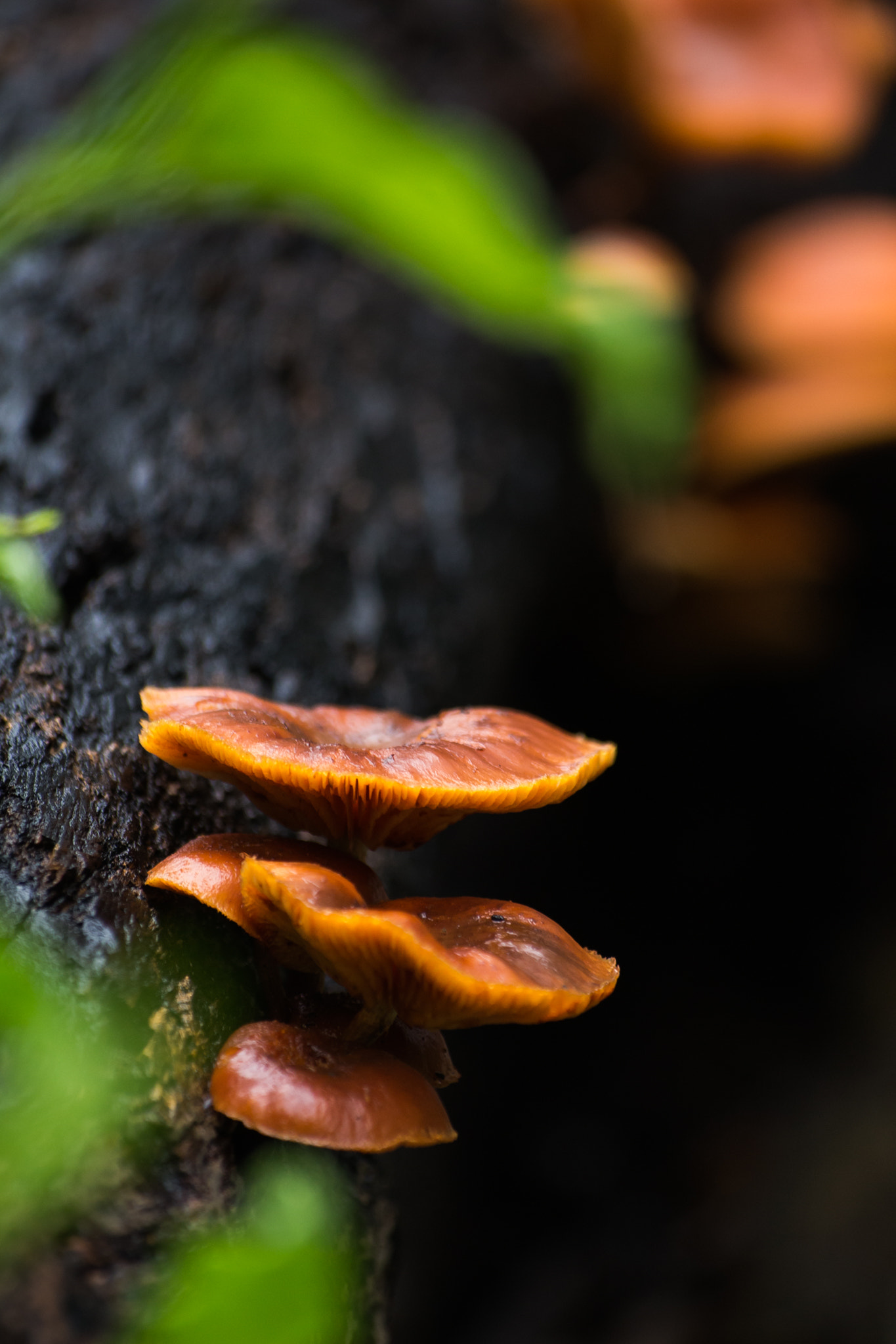 Canon EOS 100D (EOS Rebel SL1 / EOS Kiss X7) sample photo. Orange is the new mushroom photography