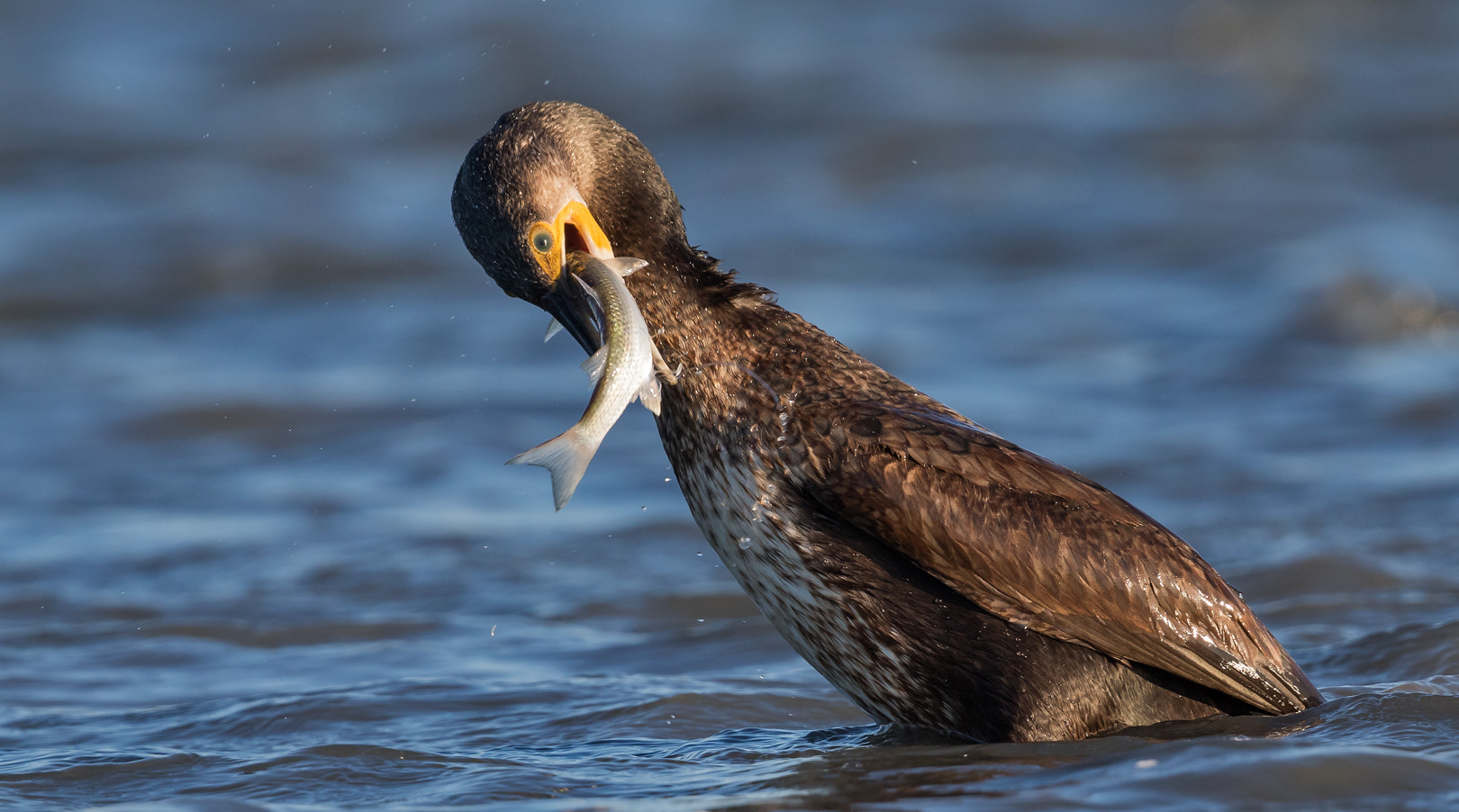 Canon EOS 7D Mark II + Canon EF 600mm F4L IS II USM sample photo. Bonne peche photography