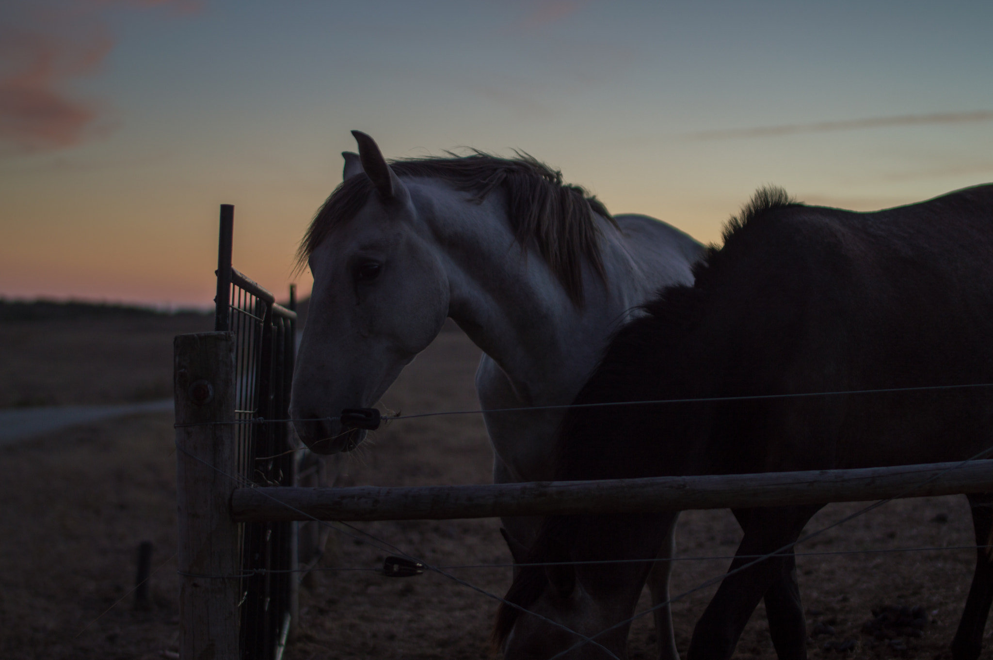 Nikon D3200 sample photo. Horsies (of ) photography