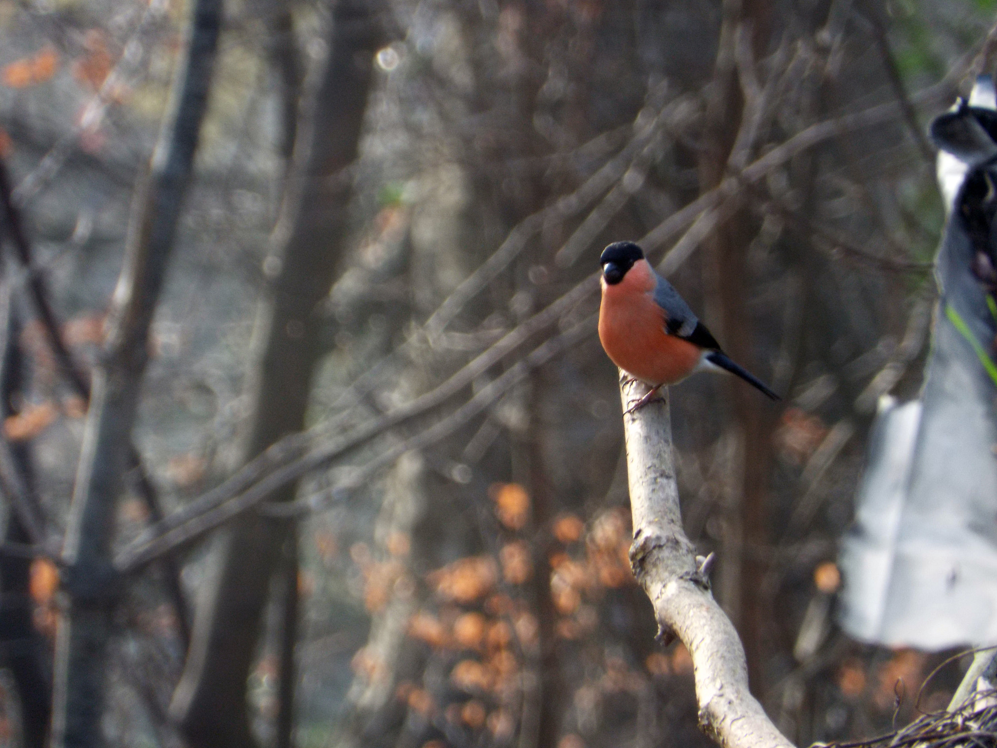 Fujifilm FinePix S6800 sample photo. Bold bullfinch photography