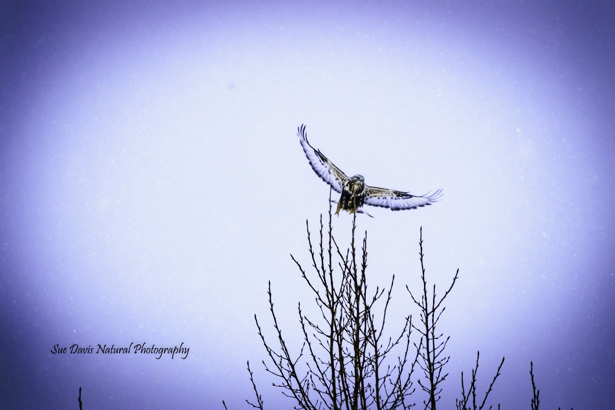 Nikon D3300 + Sigma 70-300mm F4-5.6 DG OS sample photo. The christmas hawk photography