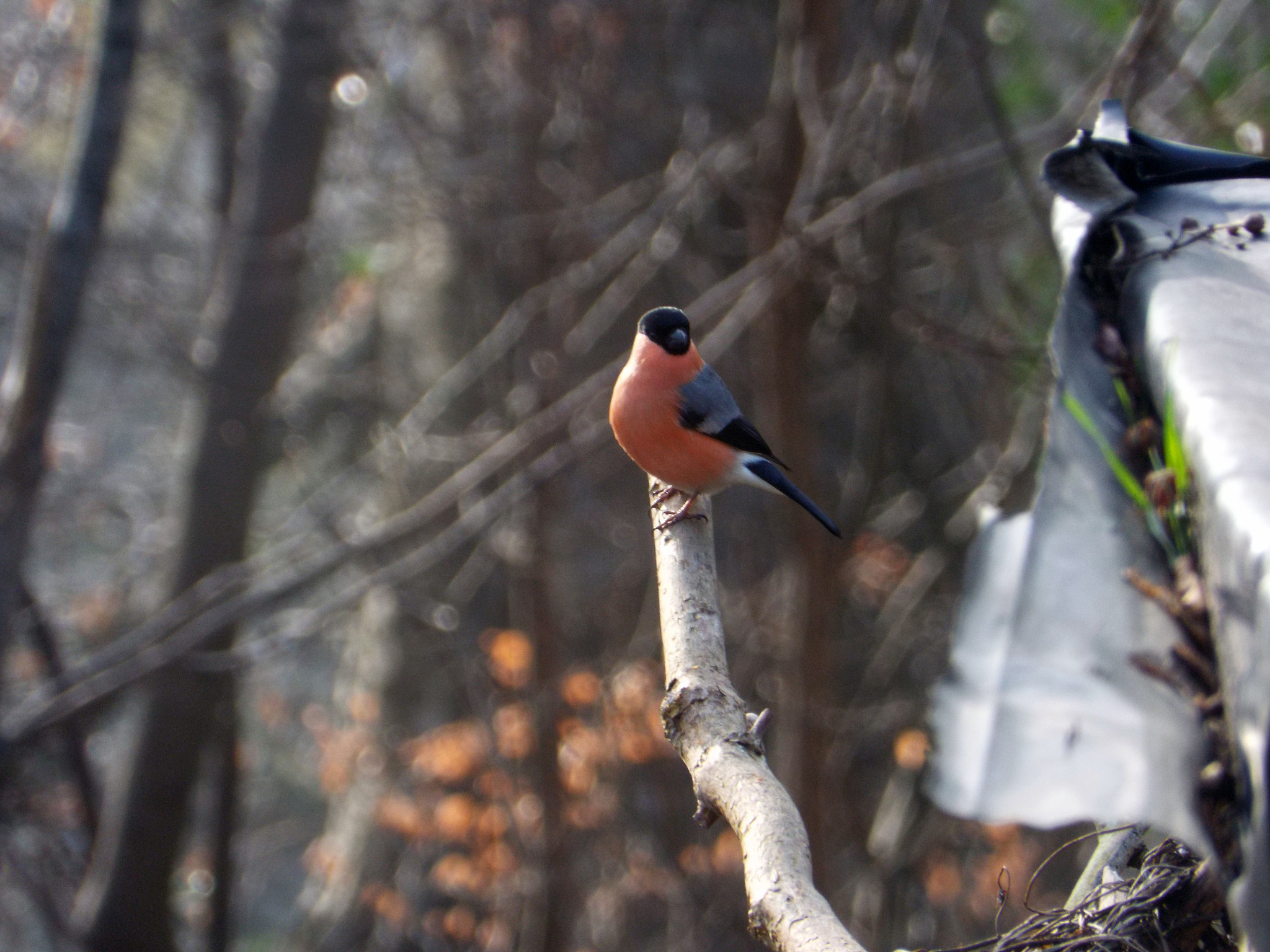 Fujifilm FinePix S6800 sample photo. Male bullfinch photography