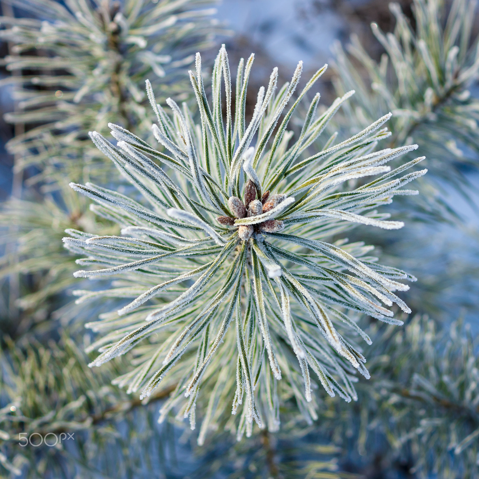 Sony SLT-A77 sample photo. Frosted pine branch. photography