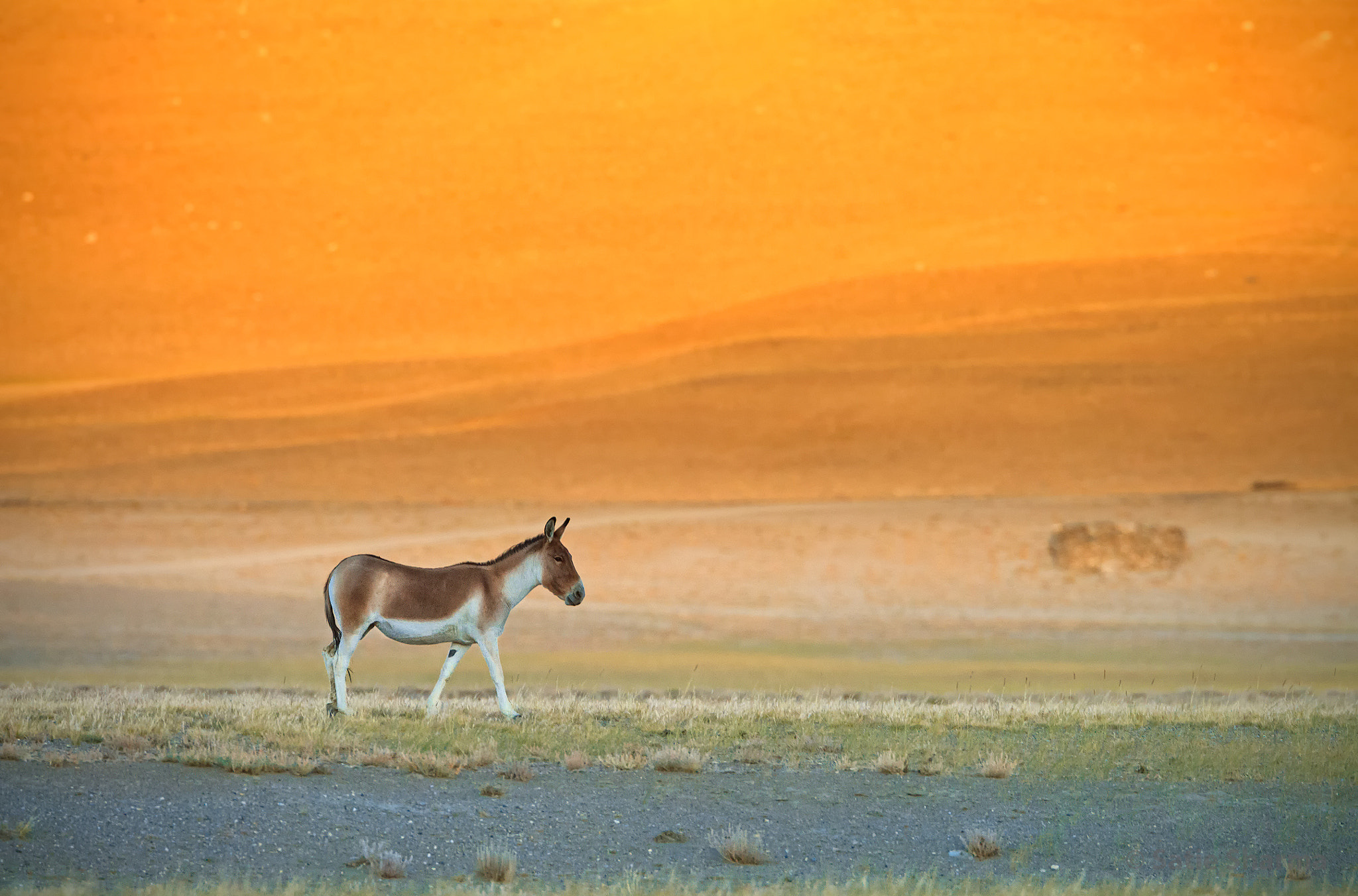 Wild Sunset