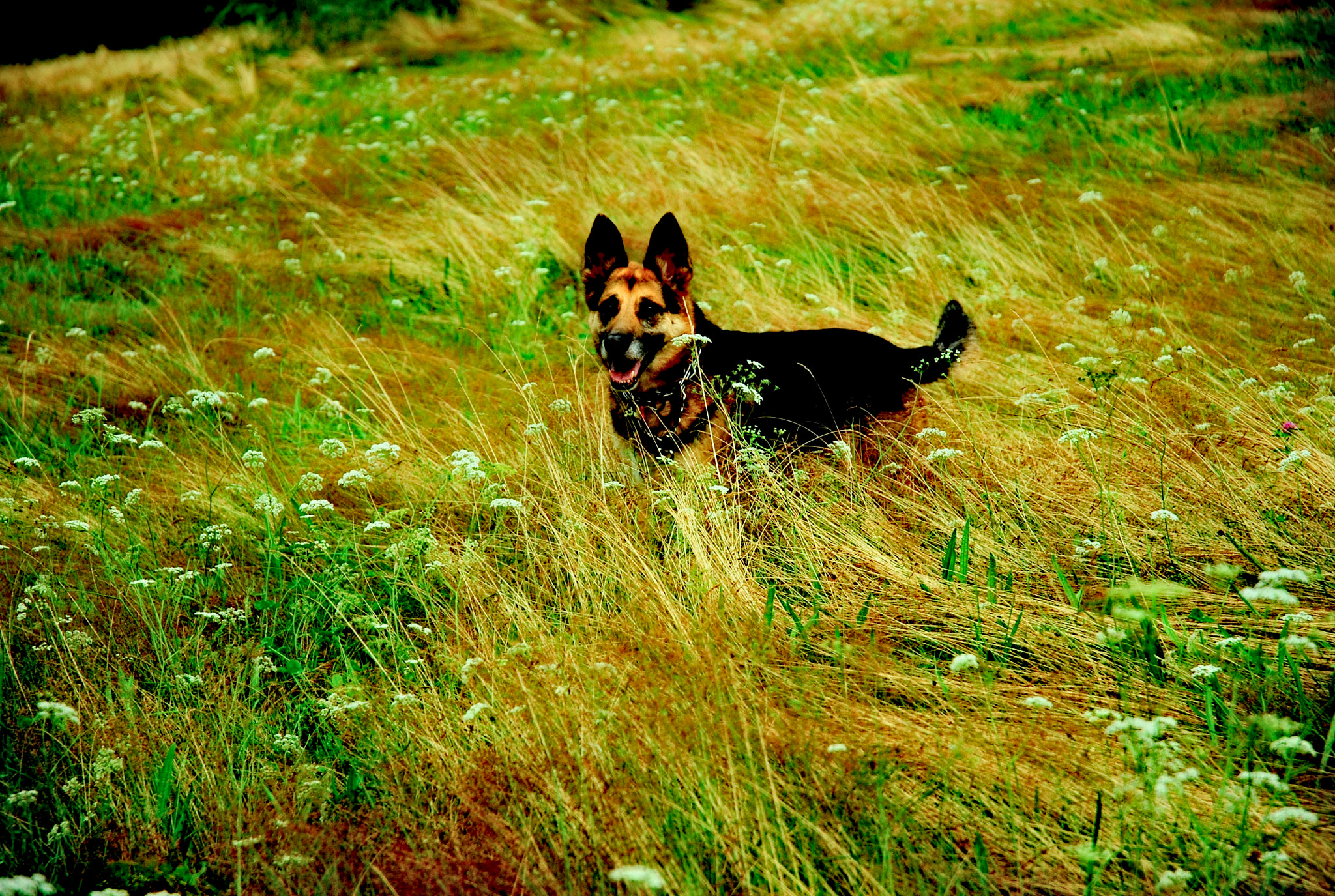 Nikon D40X sample photo. Hiding in grass photography