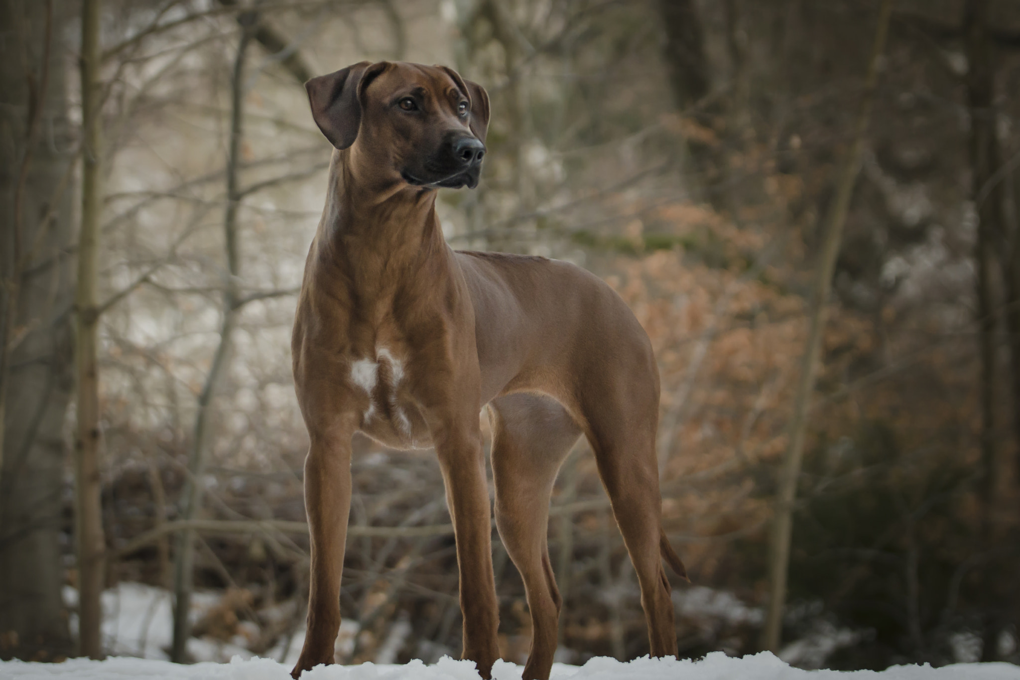 Nikon AF-S Nikkor 70-200mm F2.8G ED VR II sample photo. Nahla photography