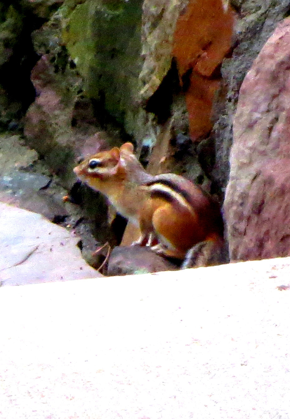 Canon PowerShot ELPH 110HS (PowerShot IXUS 125 HS) sample photo. Chipmunk photography