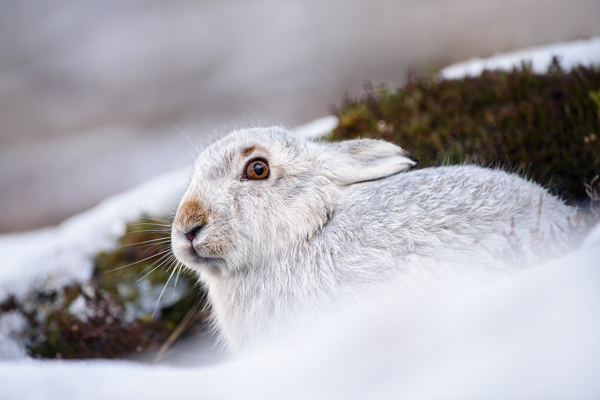 Nikon D810 + Nikon AF-S Nikkor 300mm F2.8G ED VR II sample photo. Mountain hare photography