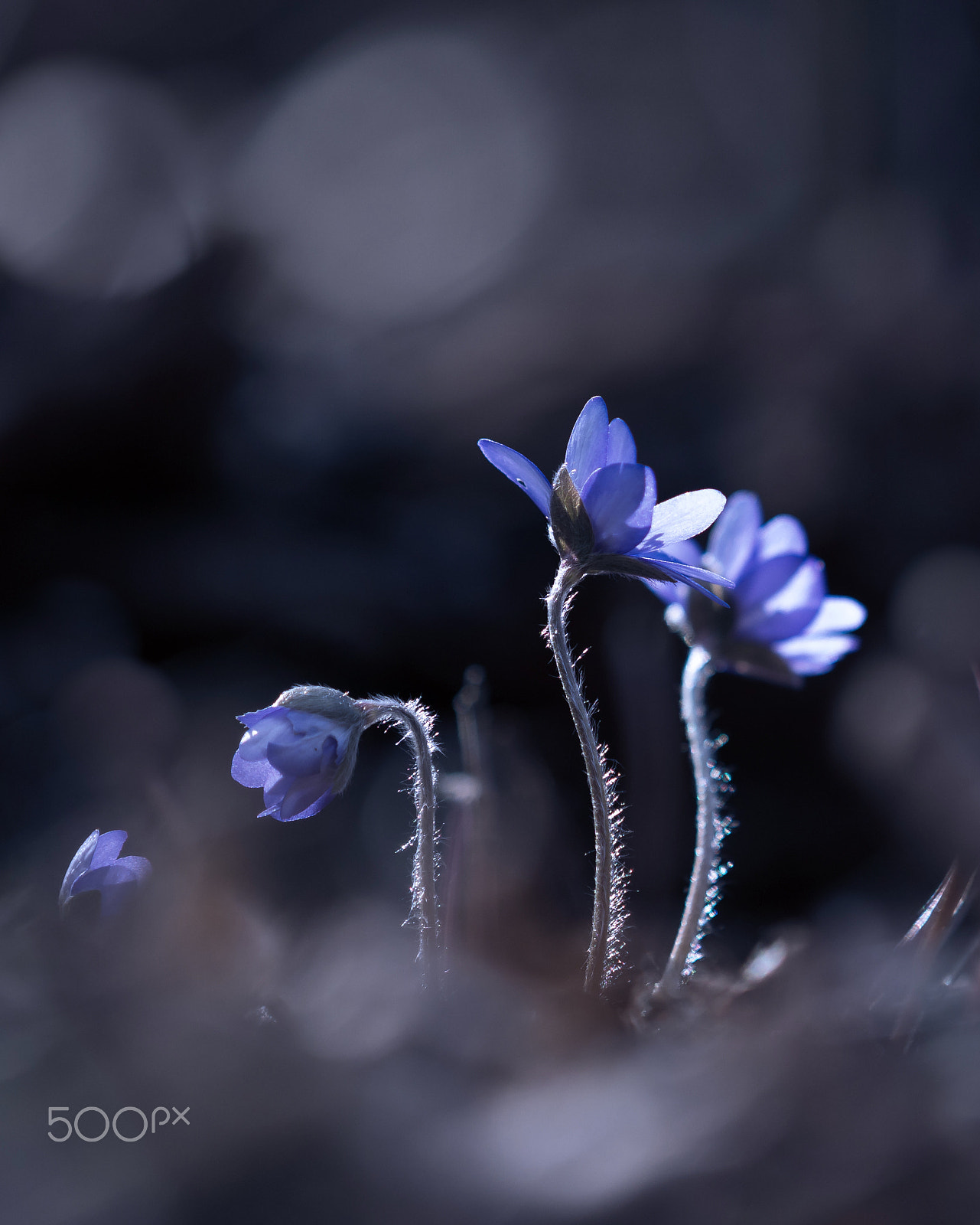 Olympus E-5 sample photo. Soon... photography