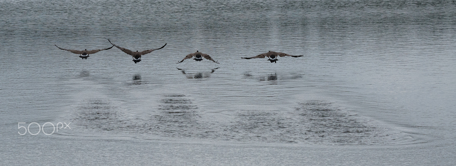 Nikon D800 sample photo. Take off photography
