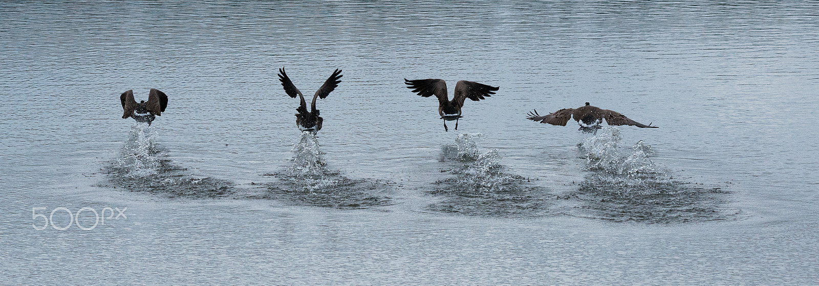 Nikon D800 sample photo. Take off photography