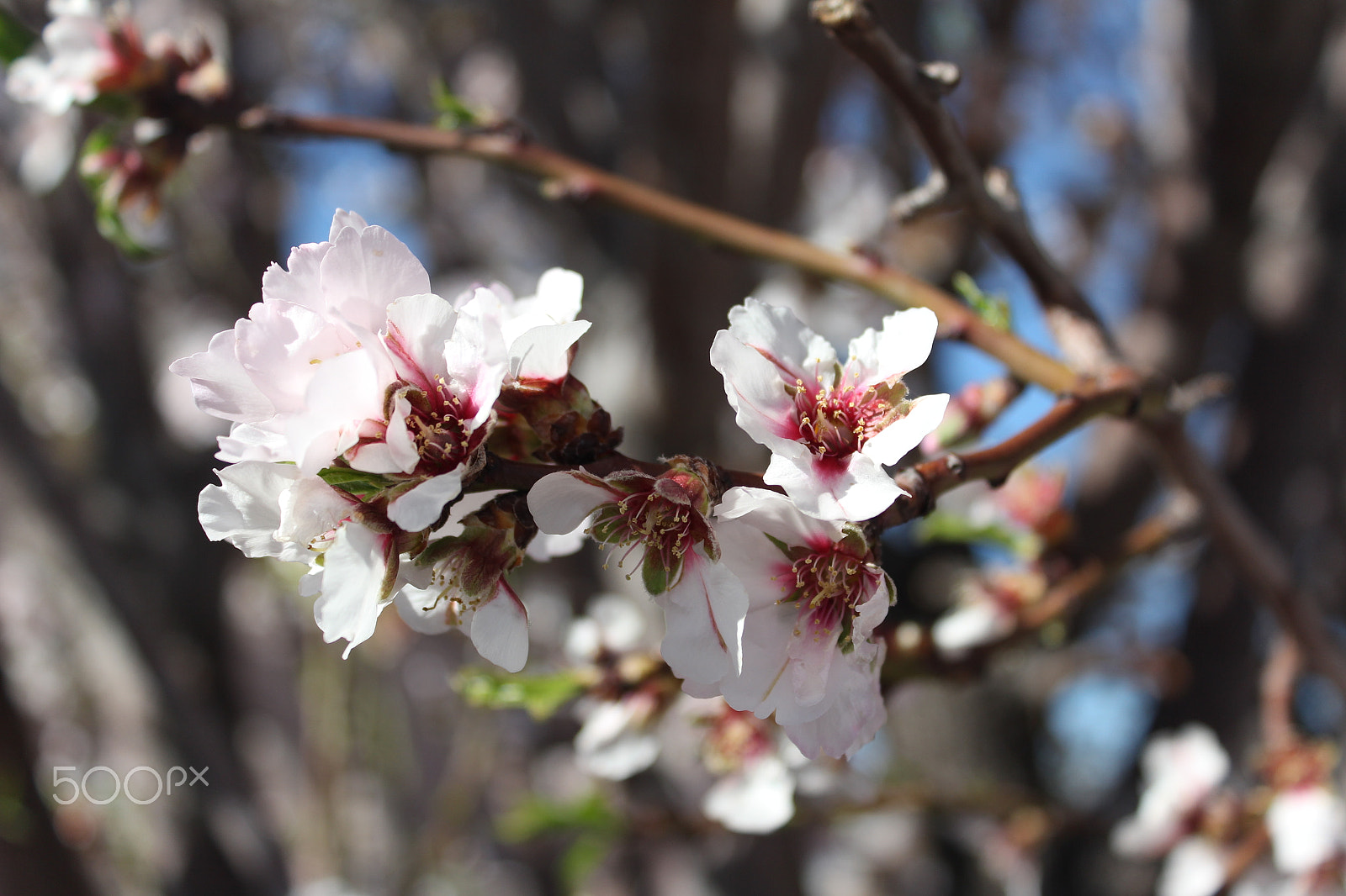 Canon EOS 100D (EOS Rebel SL1 / EOS Kiss X7) sample photo. Precious. photography