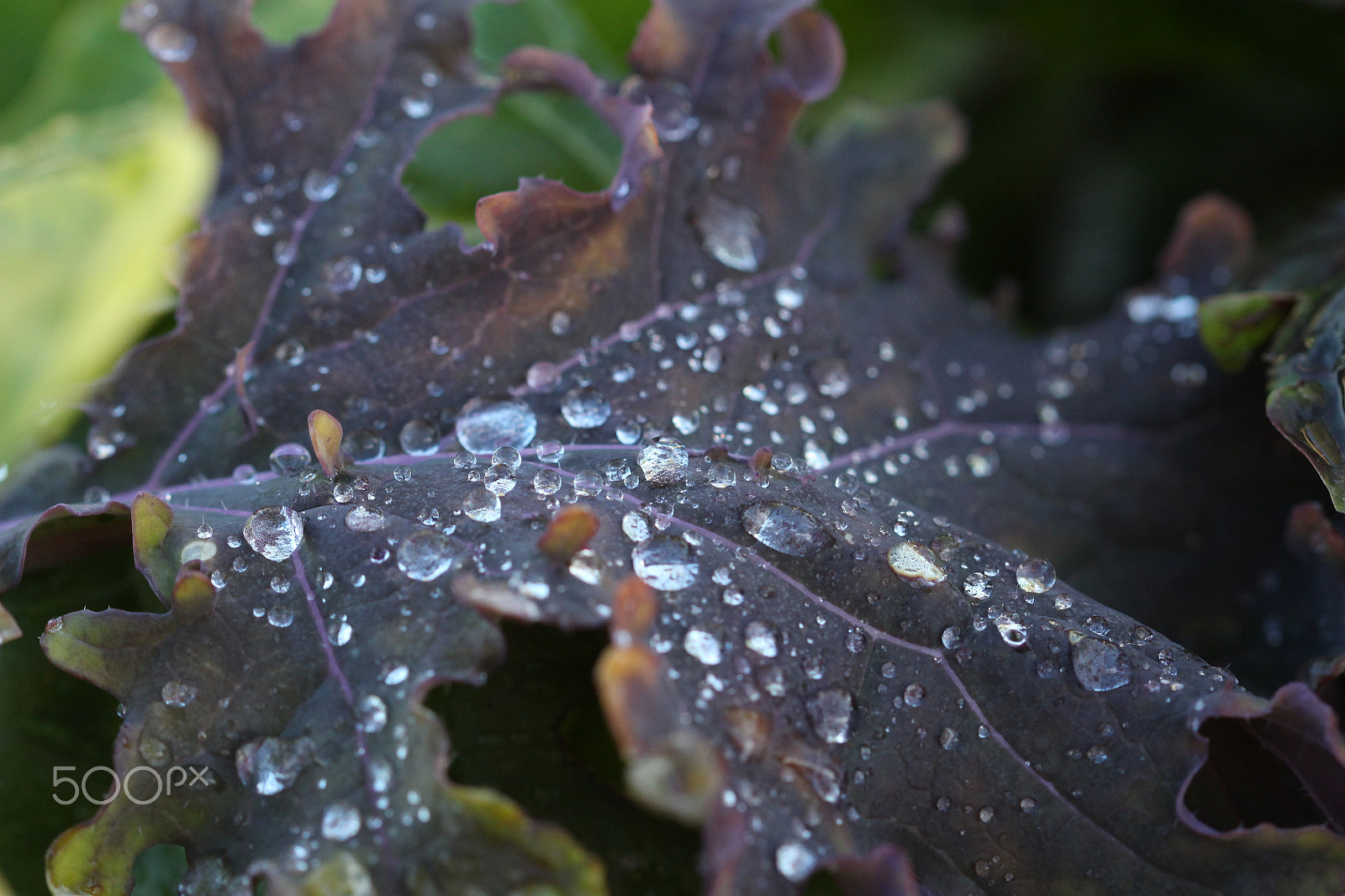 Canon EF 100mm F2.8 Macro USM sample photo. Raindrops photography