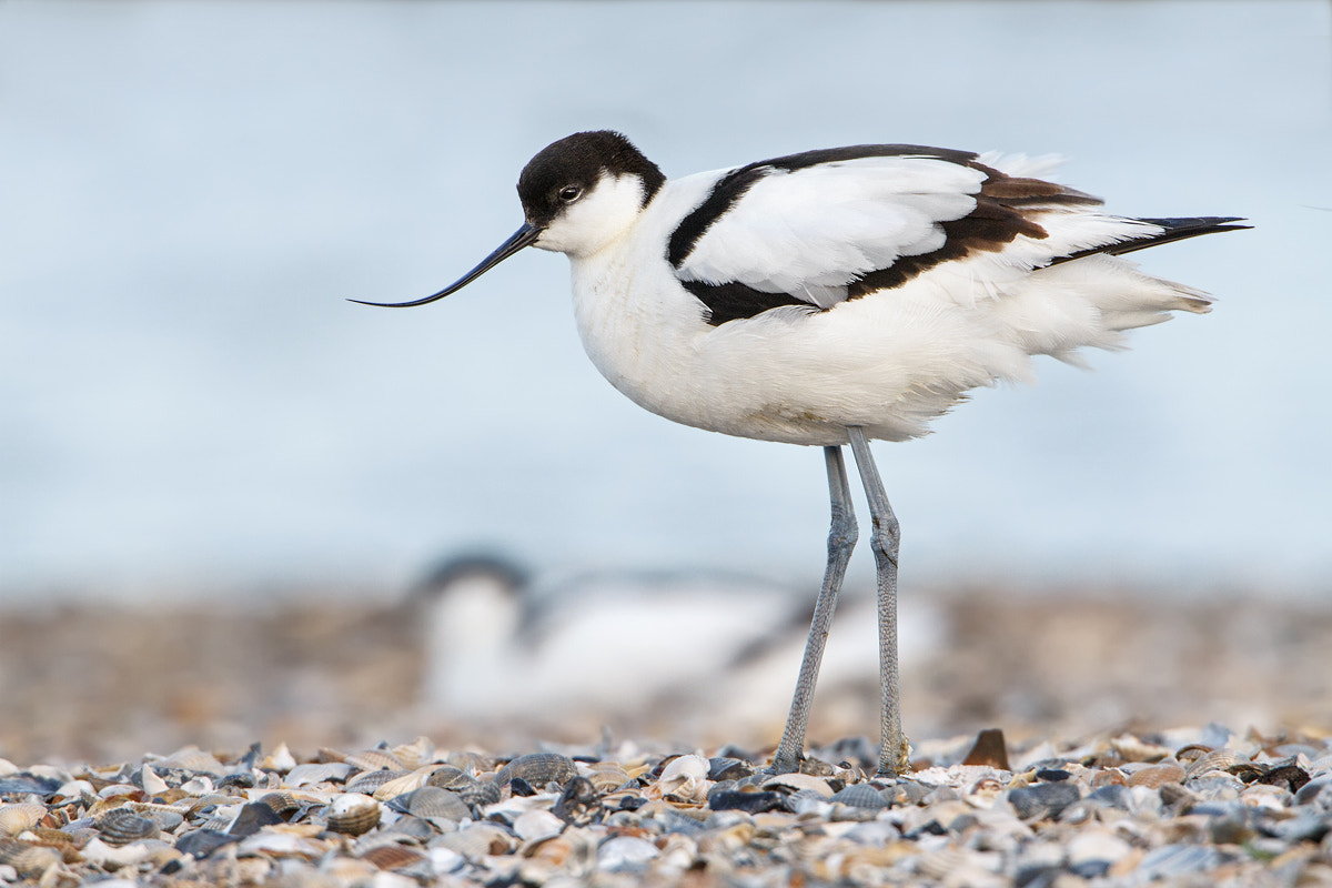 Canon EOS 7D + Canon EF 500mm F4L IS USM sample photo. Pied avocet photography