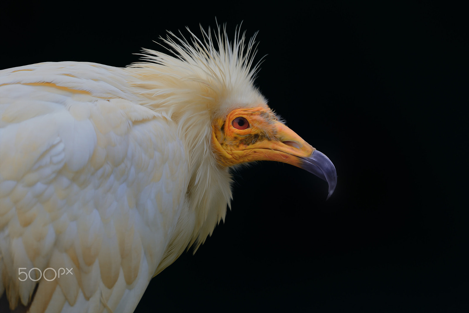 Sigma 150-600mm F5-6.3 DG OS HSM | S sample photo. The african photography