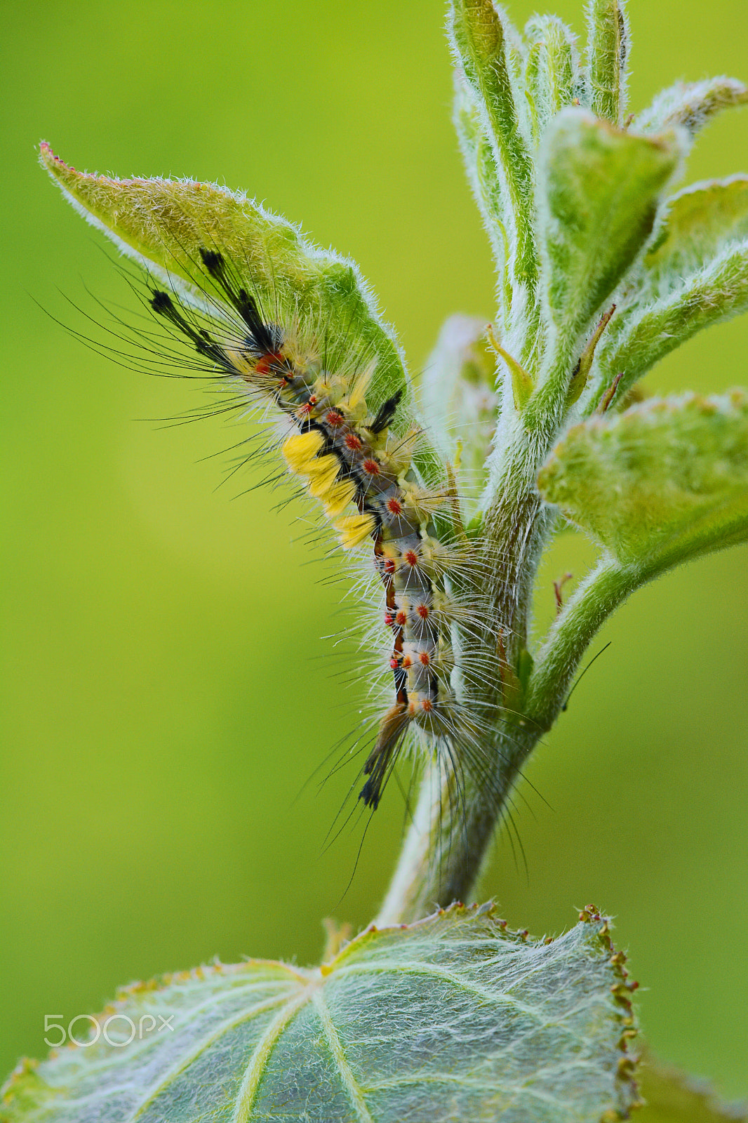 AF Zoom-Nikkor 24-120mm f/3.5-5.6D IF sample photo. Caterpillar of the vapourer moth photography