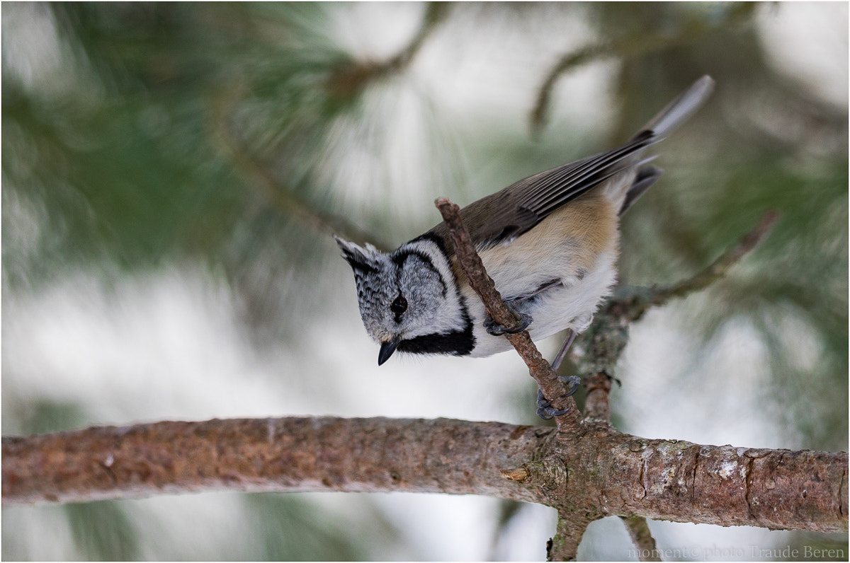 Canon EOS 5D Mark IV + Canon EF 300mm F2.8L IS II USM sample photo. Auf und ab im zirbenwald photography