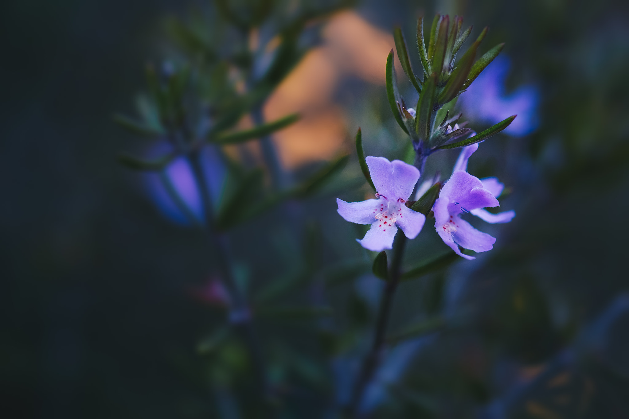Fujifilm X-T1 + Fujifilm XF 60mm F2.4 R Macro sample photo. *** photography