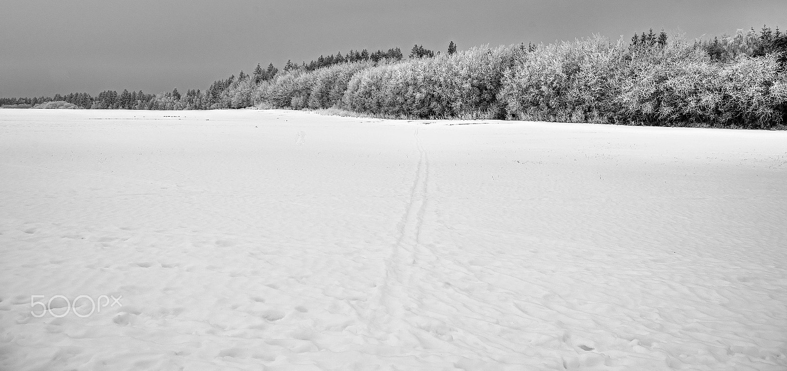 Pentax K-30 sample photo. Frost on the trees photography