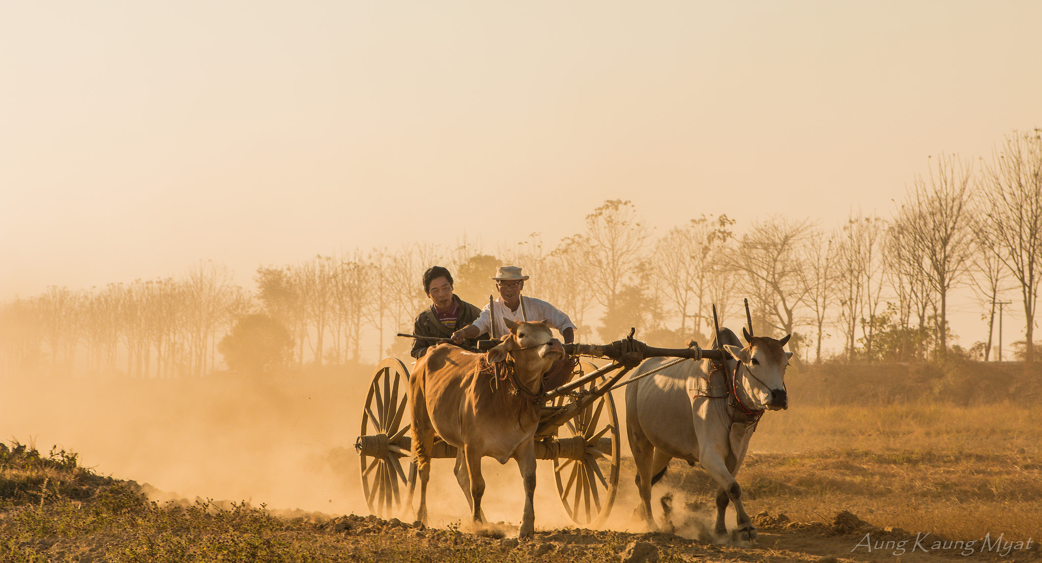 Canon EOS 70D + Canon EF 24-70mm F2.8L USM sample photo. #bullock_cart_race_rural_myanmar photography